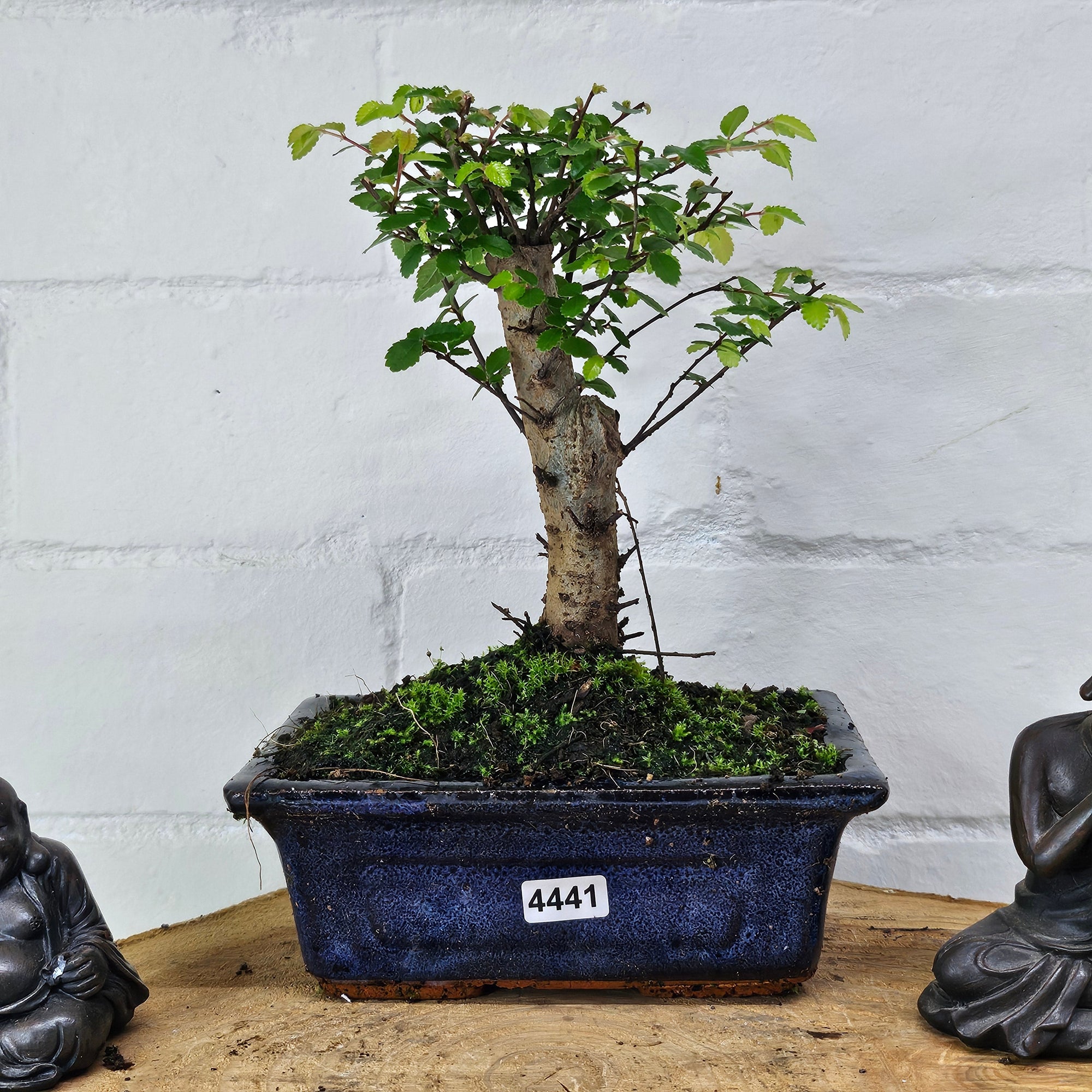 Chinese Elm (Ulmus Parvifolia) Bonsai Tree | Broom | In 15cm Pot  | S251976