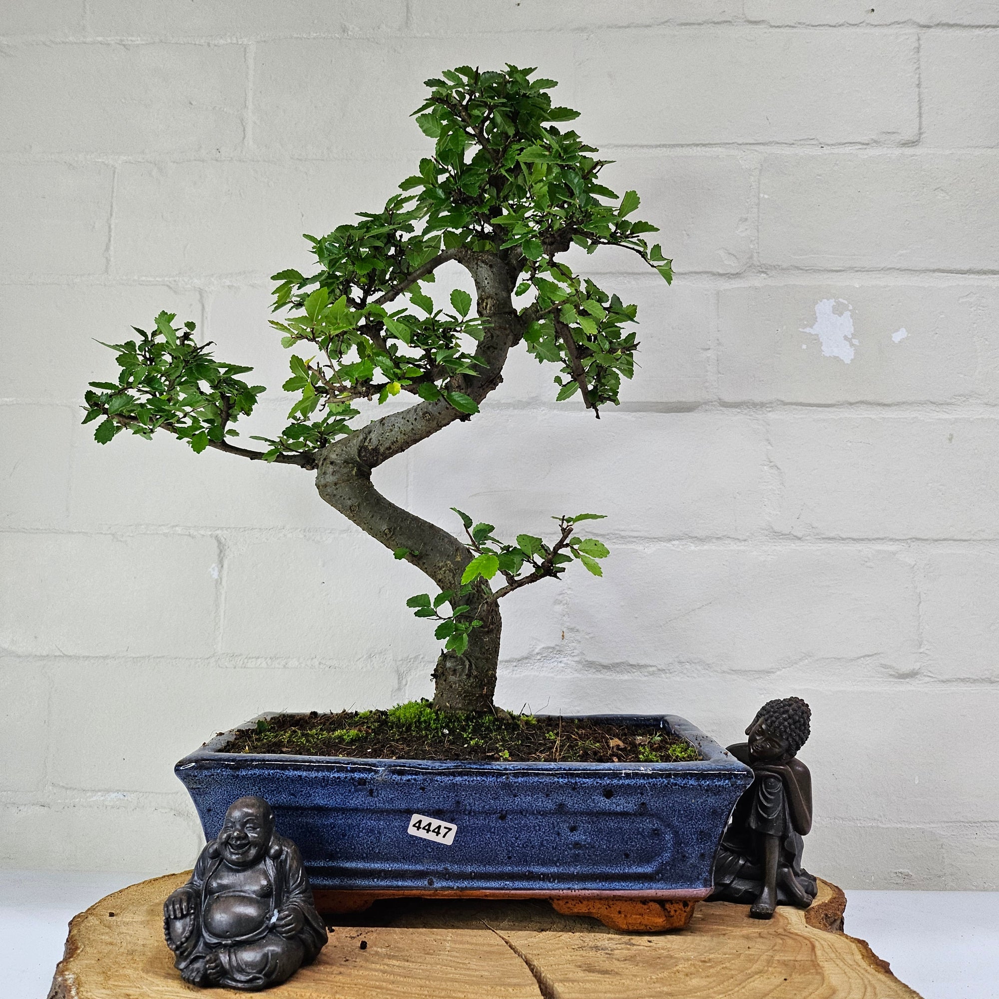 Chinese Elm (Ulmus Parvifolia) Bonsai Tree | Shaped | In 25cm Pot  | S251971