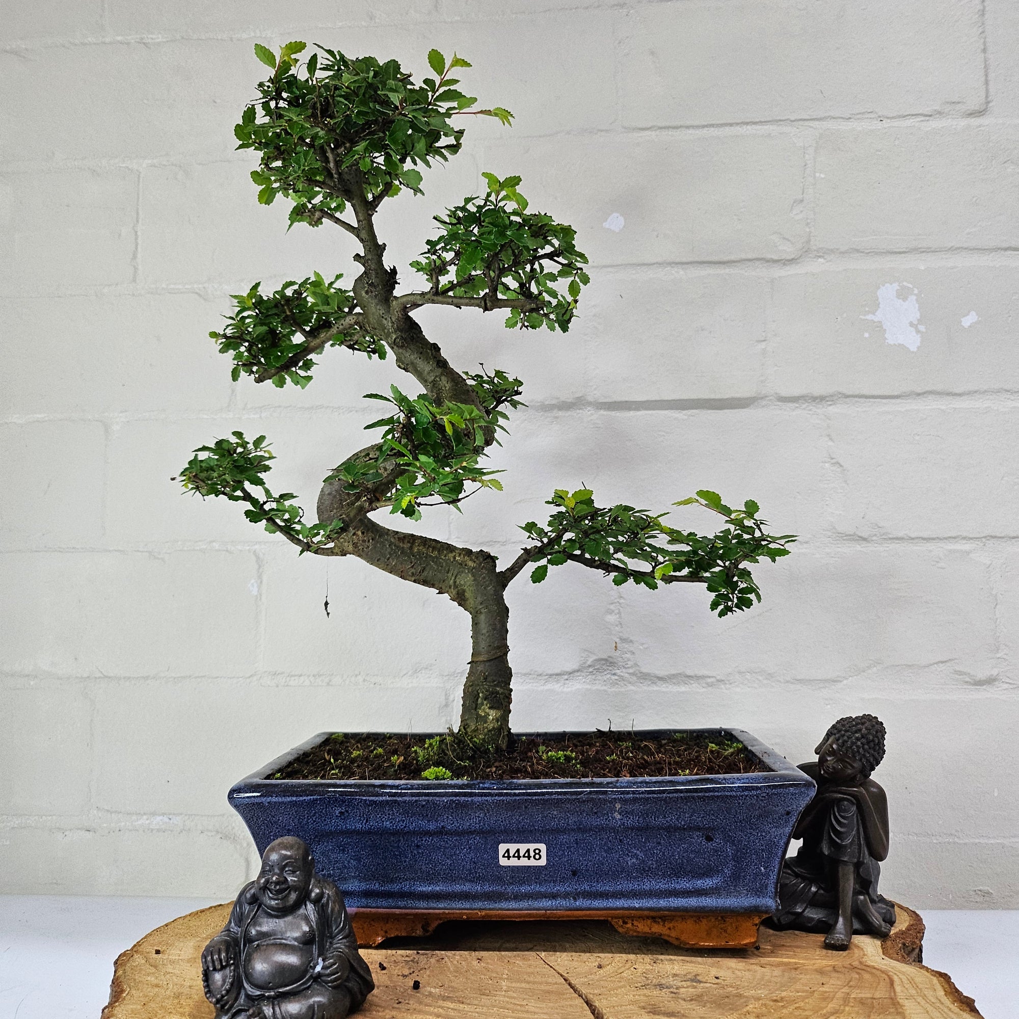 Chinese Elm (Ulmus Parvifolia) Bonsai Tree | Shaped | In 25cm Pot  | S251971