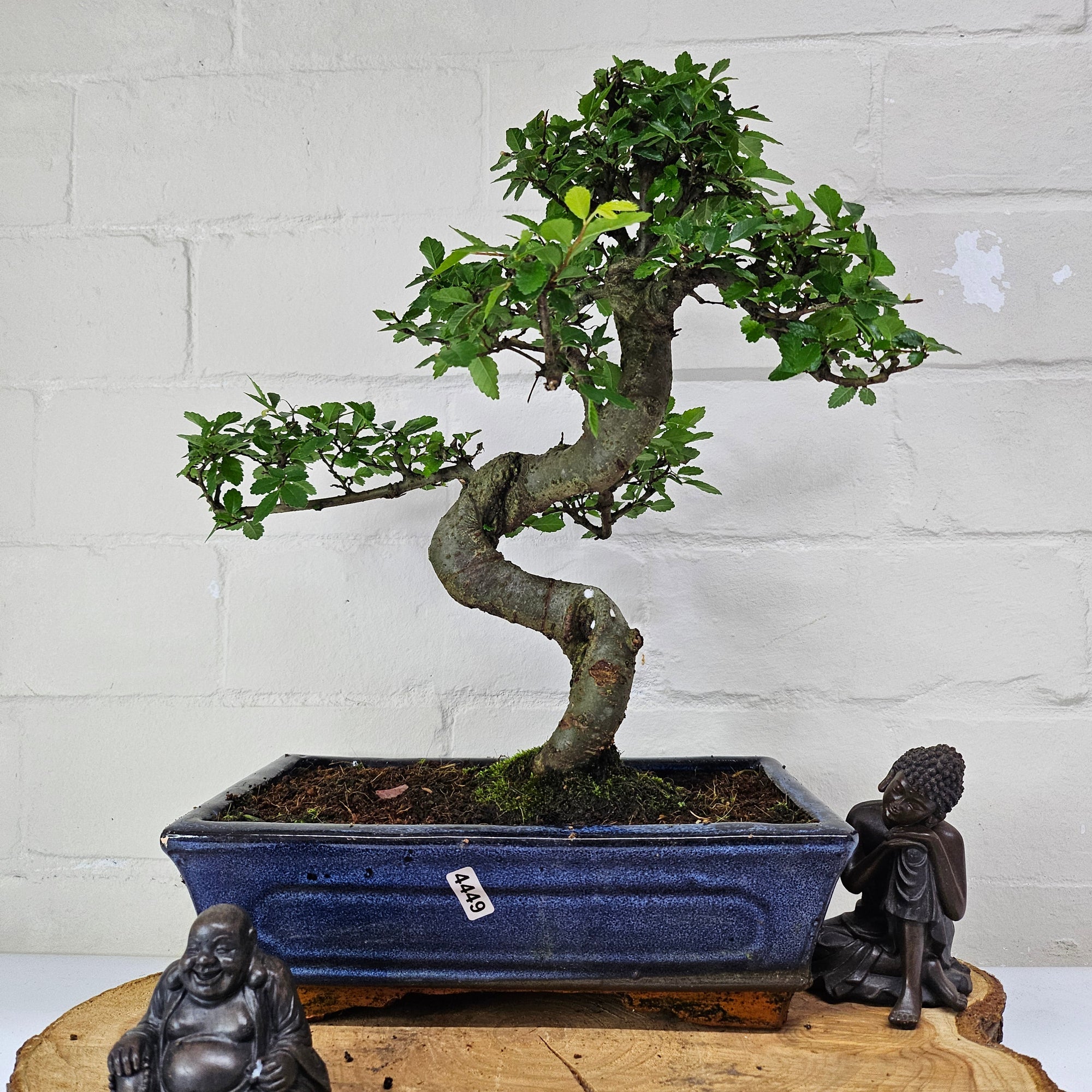 Chinese Elm (Ulmus Parvifolia) Bonsai Tree | Shaped | In 25cm Pot  | S251971