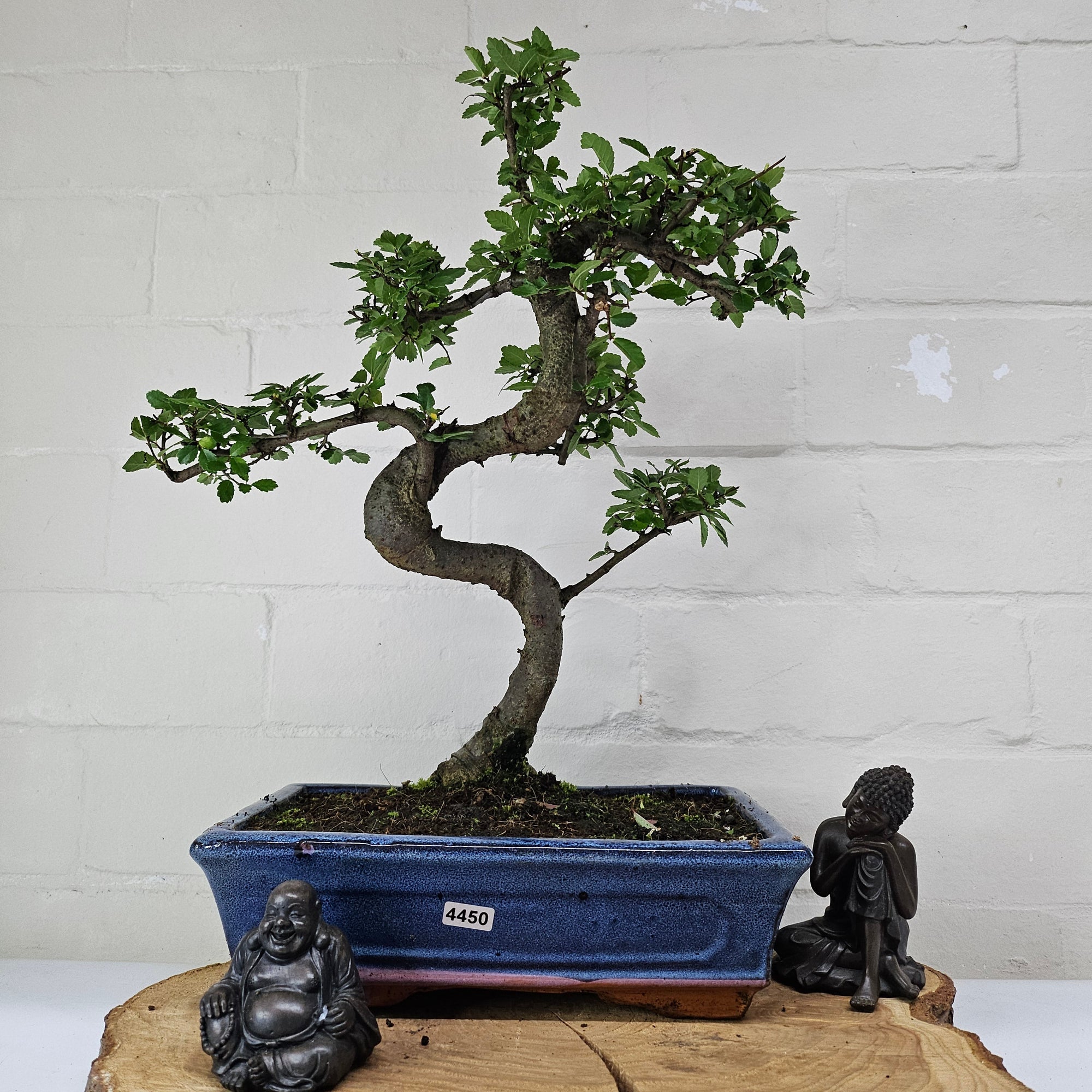 Chinese Elm (Ulmus Parvifolia) Bonsai Tree | Shaped | In 25cm Pot  | S251971