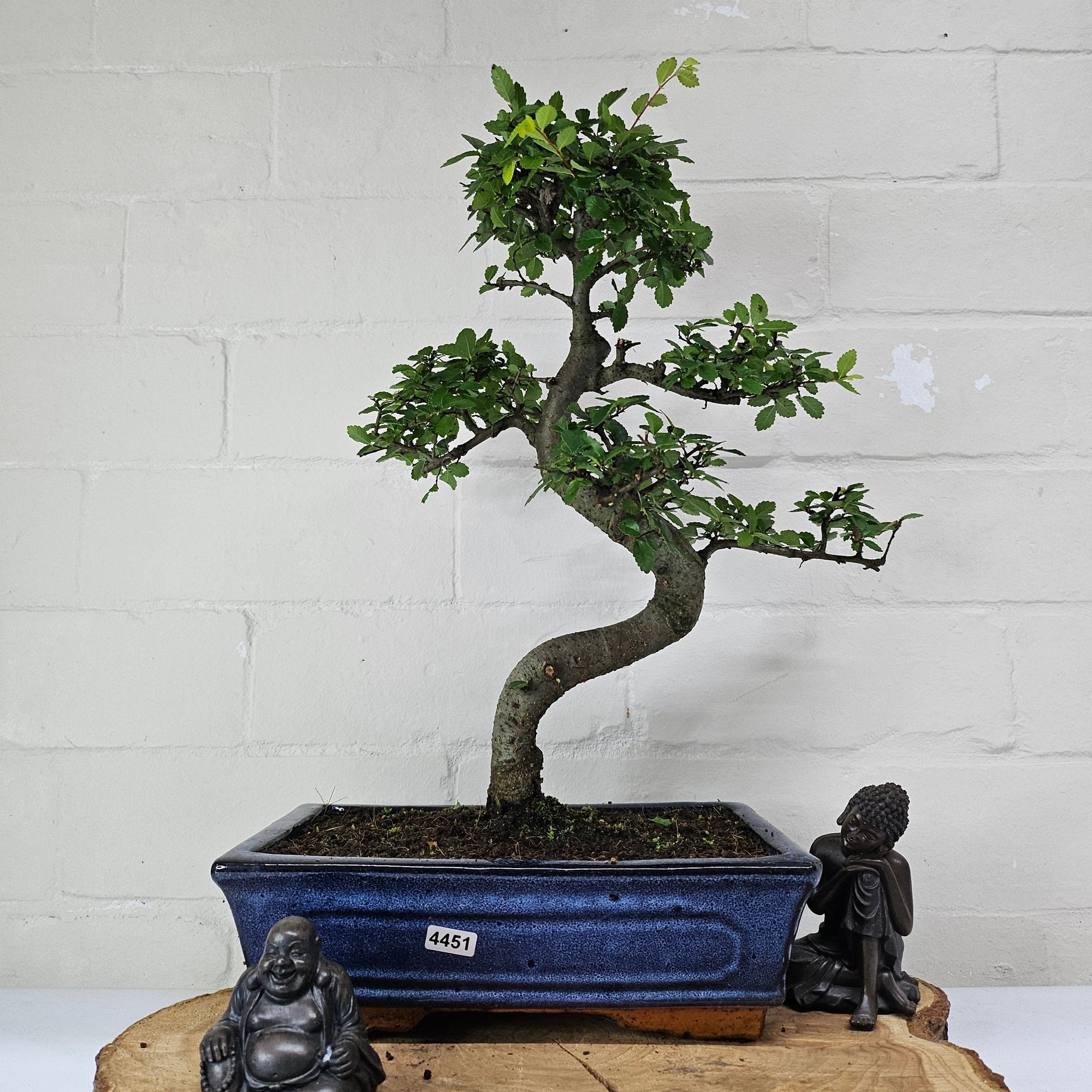 Chinese Elm (Ulmus Parvifolia) Bonsai Tree | Shaped | In 25cm Pot  | S251971