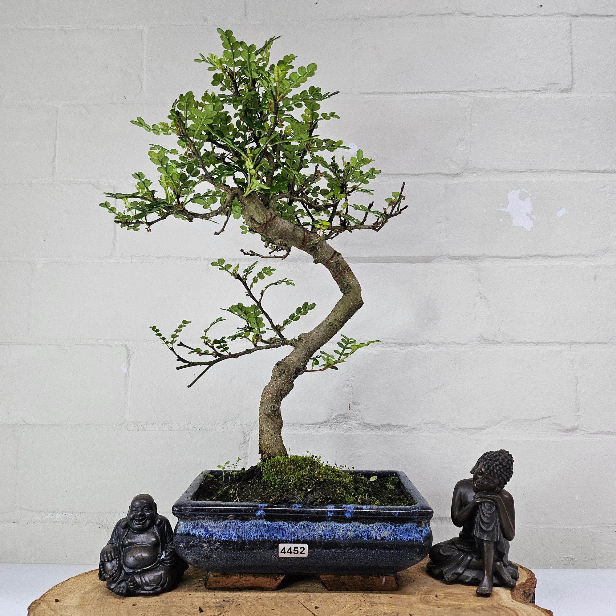Chinese Pepper (Zanthoxylum Pipertum) Bonsai Tree | Shaped | In 20cm Pot   | S251967