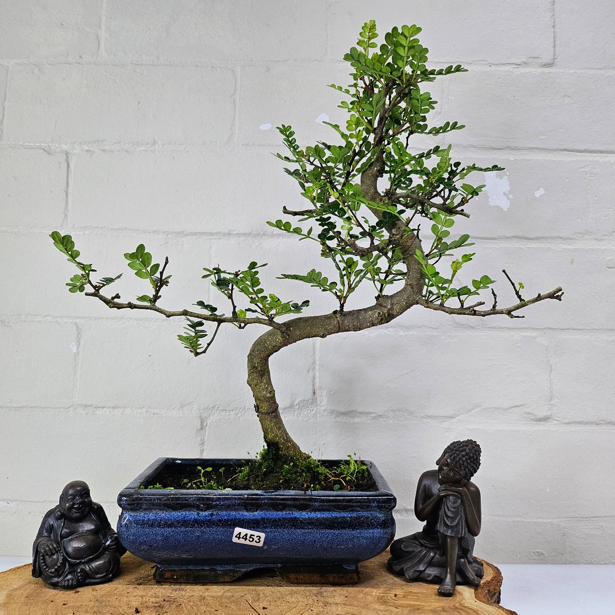 Chinese Pepper (Zanthoxylum Pipertum) Bonsai Tree | Shaped | In 20cm Pot   | S251967