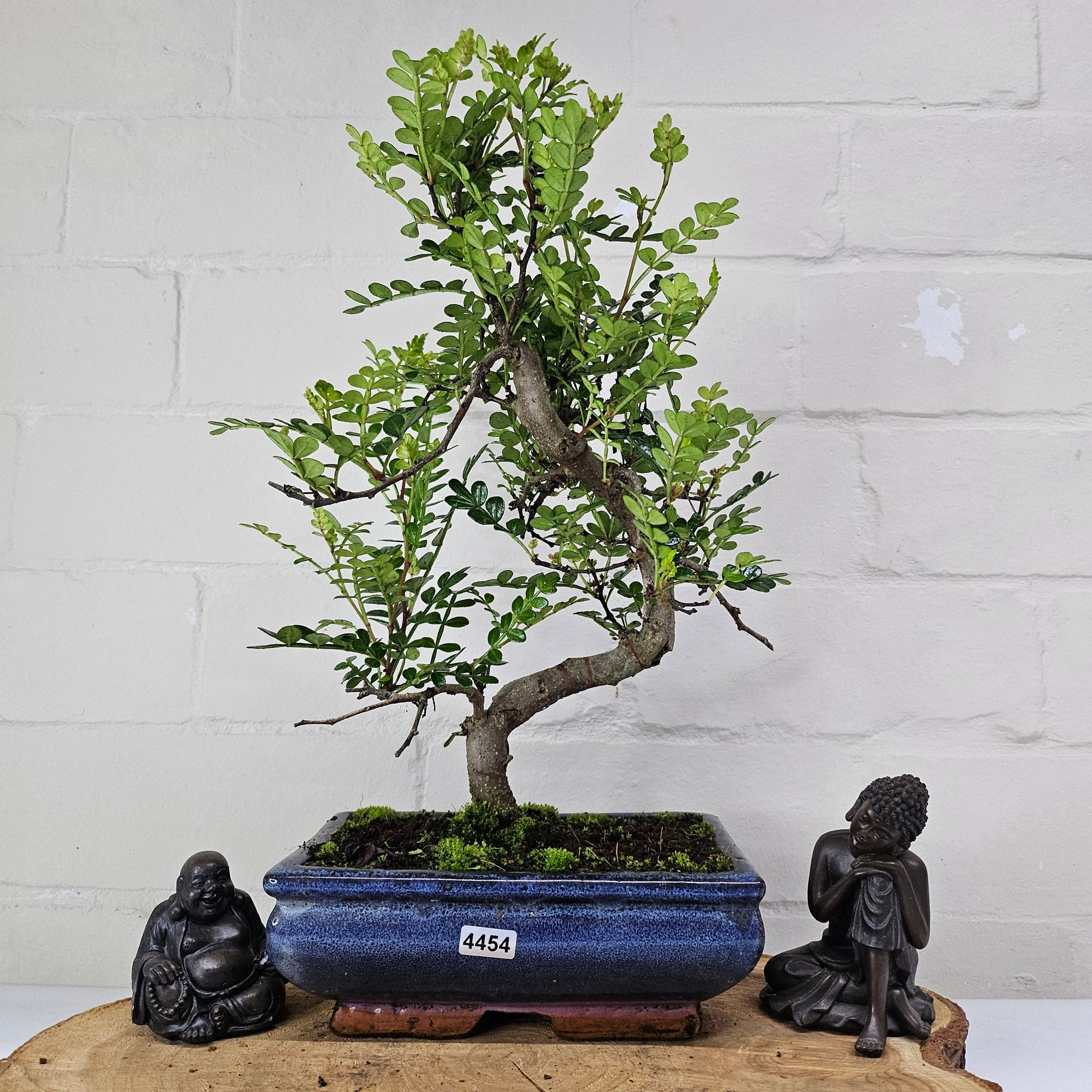 Chinese Pepper (Zanthoxylum Pipertum) Bonsai Tree | Shaped | In 20cm Pot   | S251967
