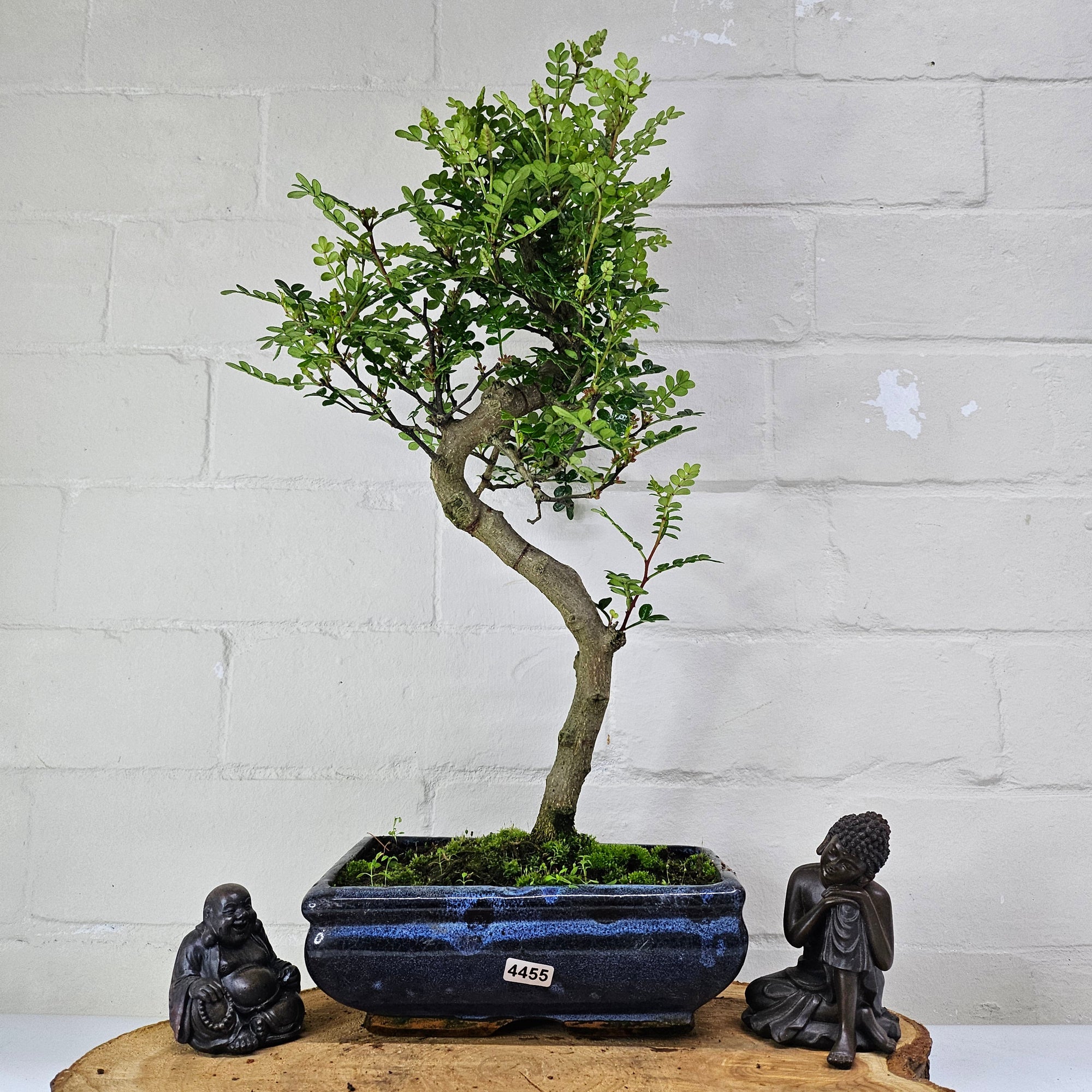 Chinese Pepper (Zanthoxylum Pipertum) Bonsai Tree | Shaped | In 20cm Pot   | S251967