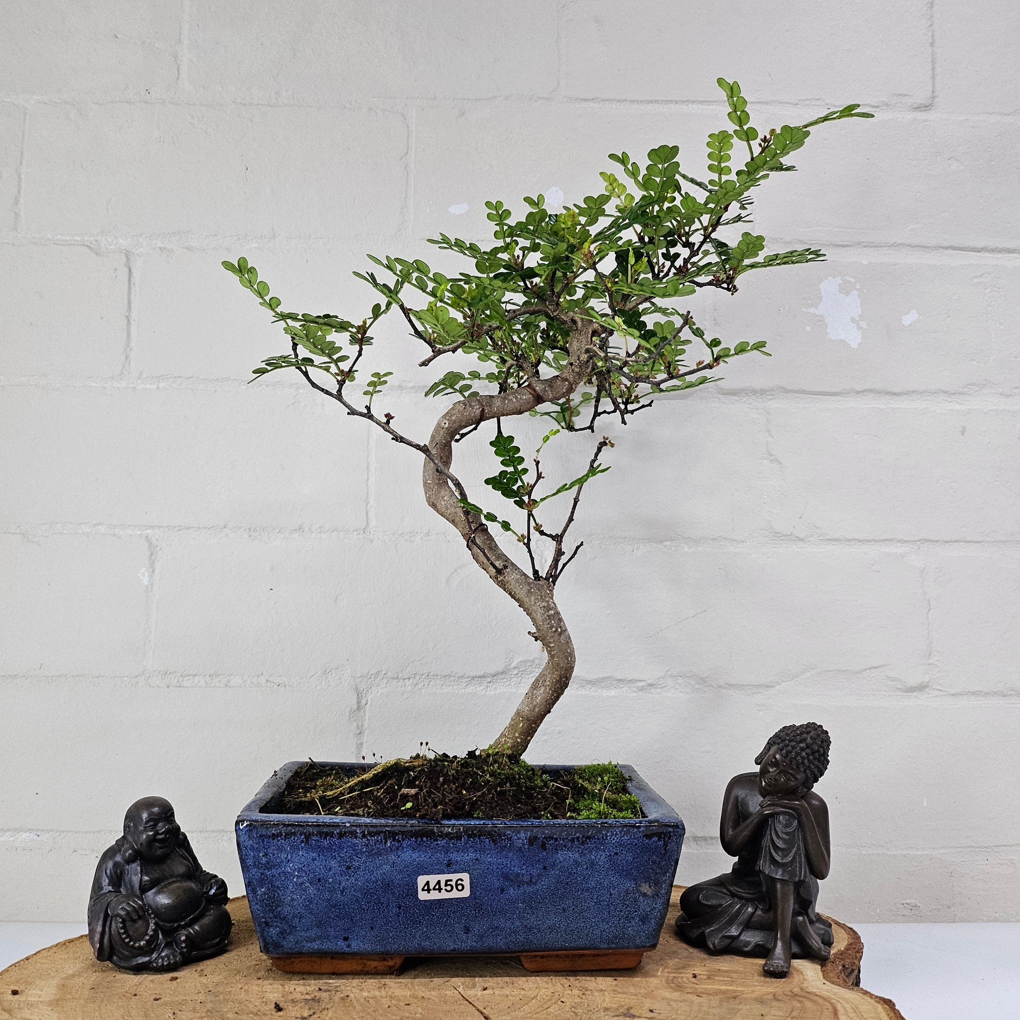 Chinese Pepper (Zanthoxylum Pipertum) Bonsai Tree | Shaped | In 20cm Pot   | S251967