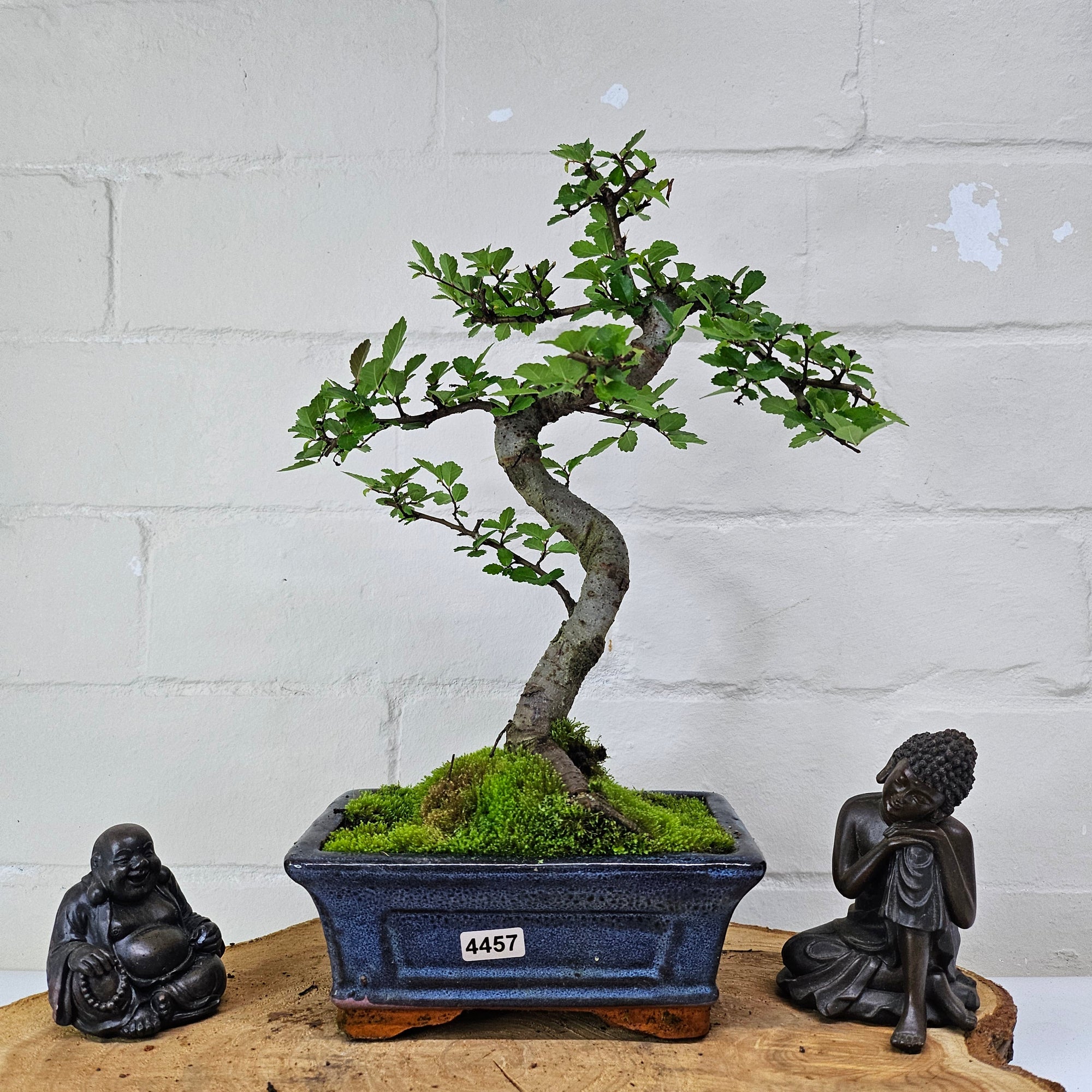 Chinese Elm (Ulmus Parvifolia) Bonsai Tree | Shaped | In 15cm Pot  | S251975