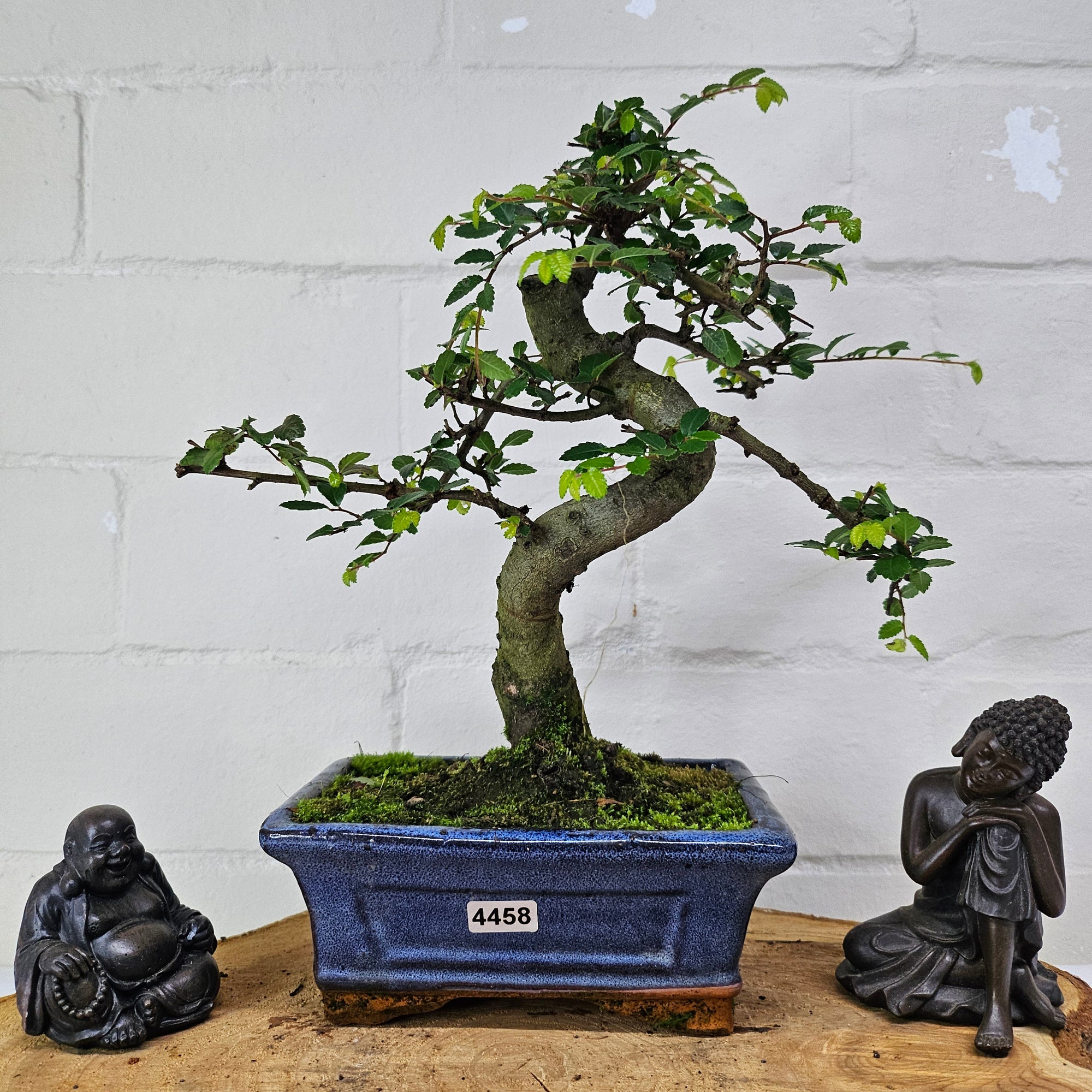 Chinese Elm (Ulmus Parvifolia) Bonsai Tree | Shaped | In 15cm Pot  | S251975
