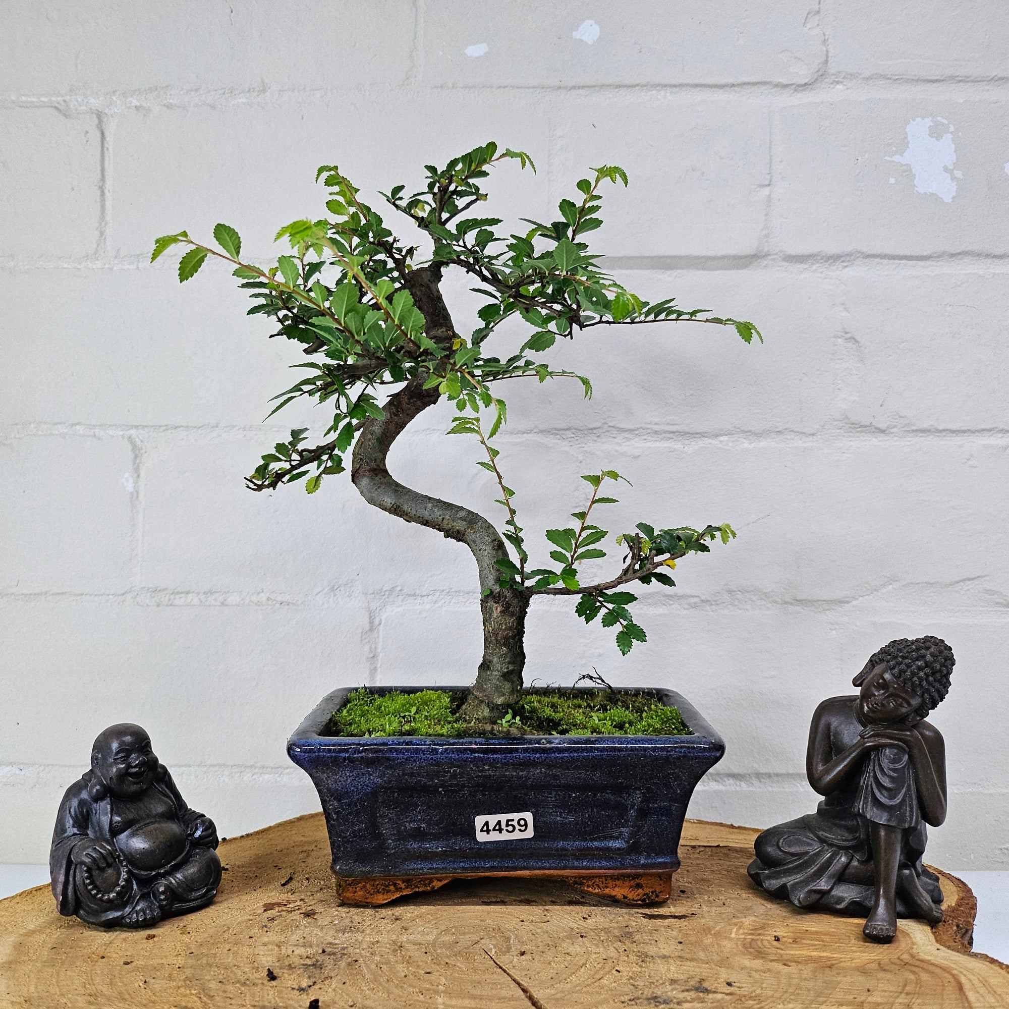 Chinese Elm (Ulmus Parvifolia) Bonsai Tree | Shaped | In 15cm Pot  | S251975