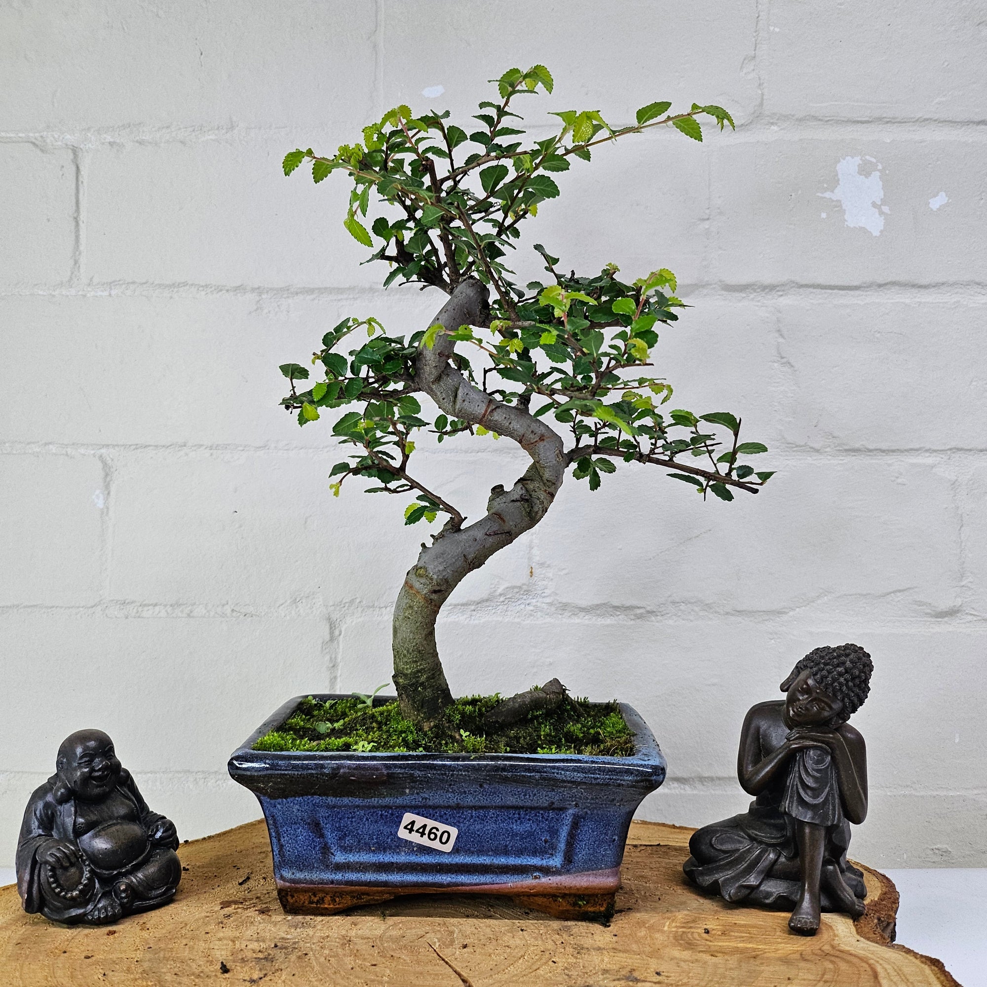 Chinese Elm (Ulmus Parvifolia) Bonsai Tree | Shaped | In 15cm Pot  | S251975