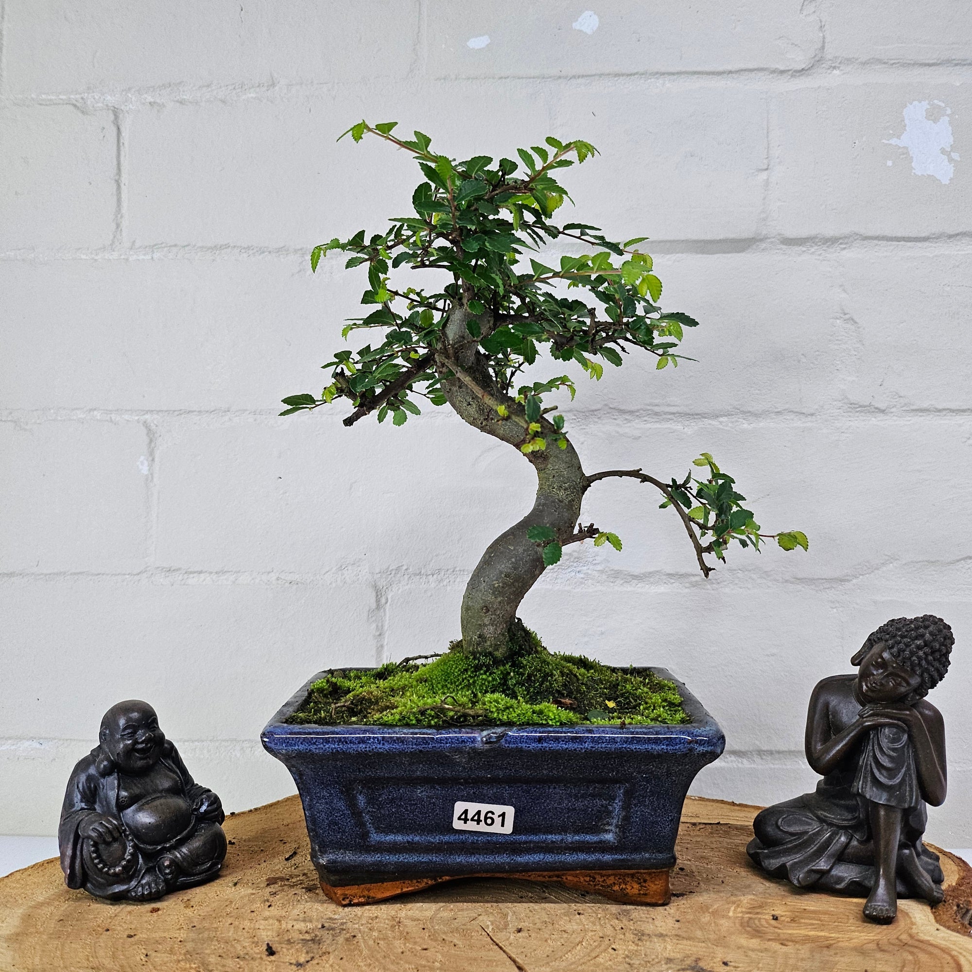 Chinese Elm (Ulmus Parvifolia) Bonsai Tree | Shaped | In 15cm Pot  | S251975
