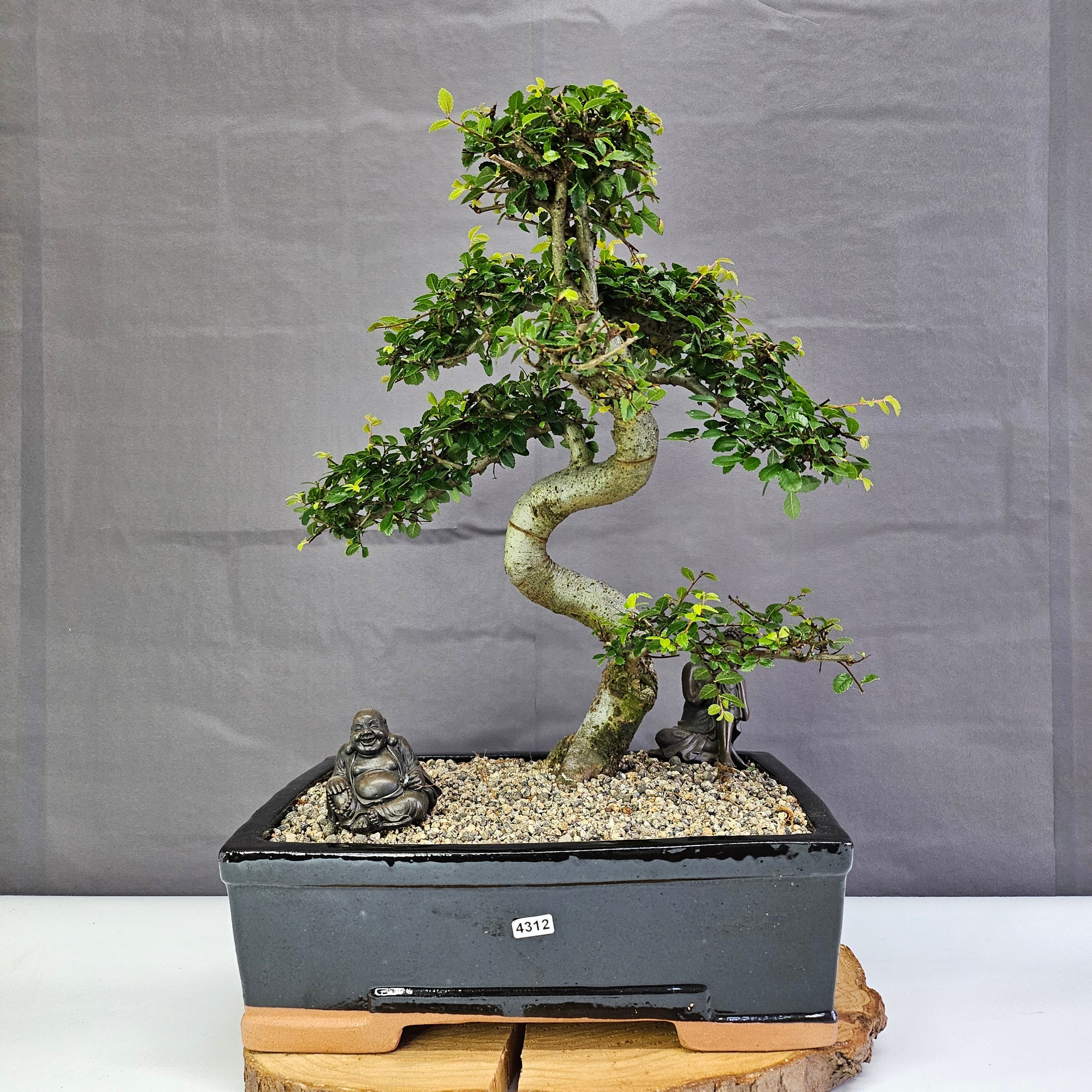 Chinese Elm (Ulmus Parvifolia) Bonsai Tree | Shaped | In 30cm Pot  | S251972