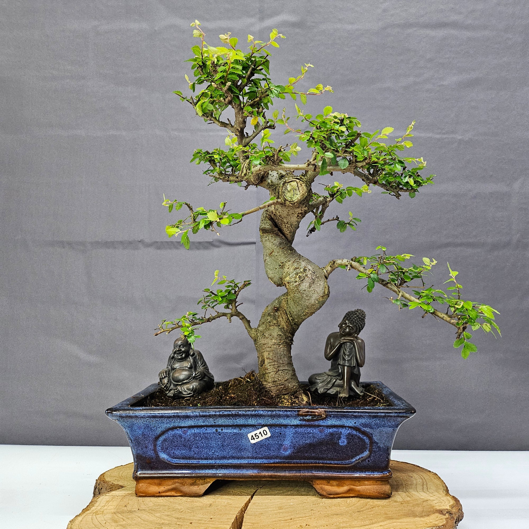 Chinese Elm (Ulmus Parvifolia) Bonsai Tree | Shaped | In 30cm Pot  | S251972