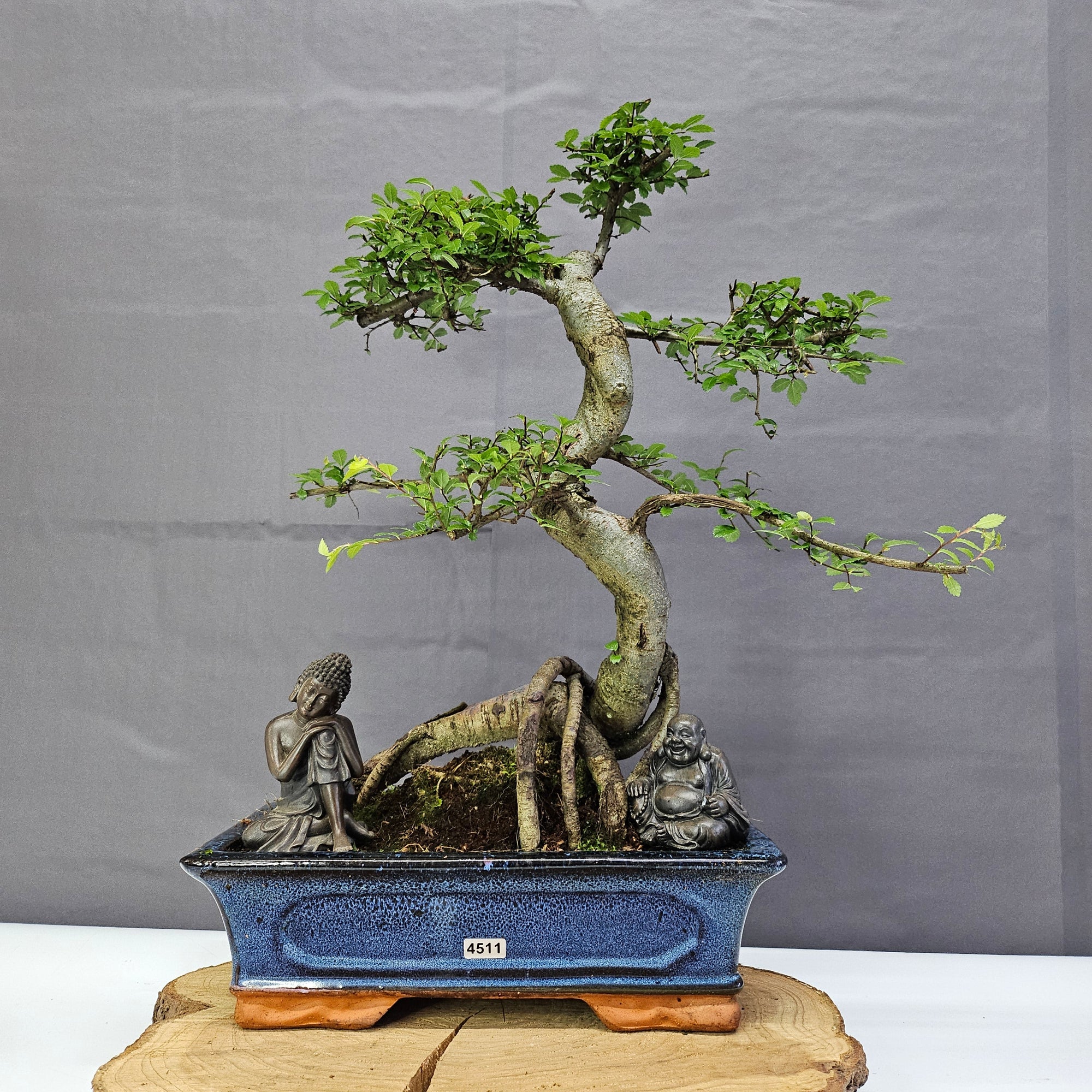 Chinese Elm (Ulmus Parvifolia) Bonsai Tree | Shaped | In 30cm Pot  | S251972