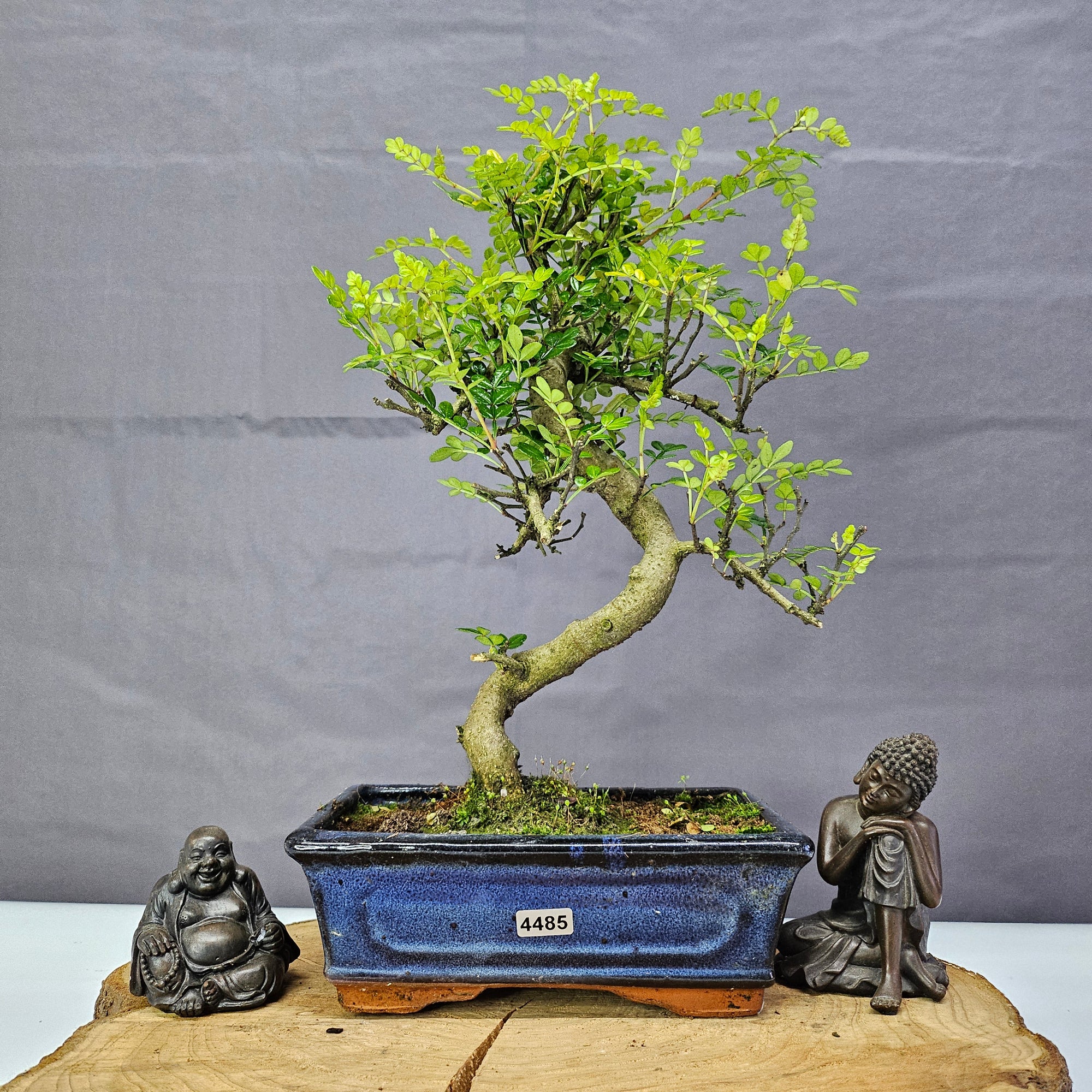 Chinese Pepper (Zanthoxylum Pipertum) Bonsai Tree | Shaped | In 20cm Pot   | S251967