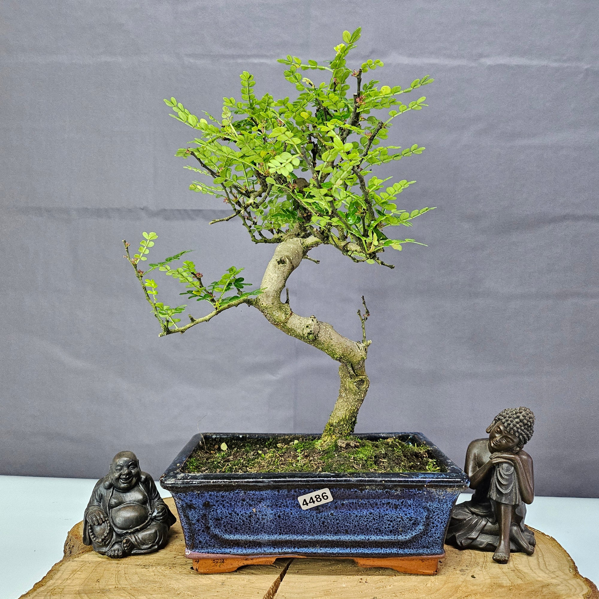 Chinese Pepper (Zanthoxylum Pipertum) Bonsai Tree | Shaped | In 20cm Pot   | S251967