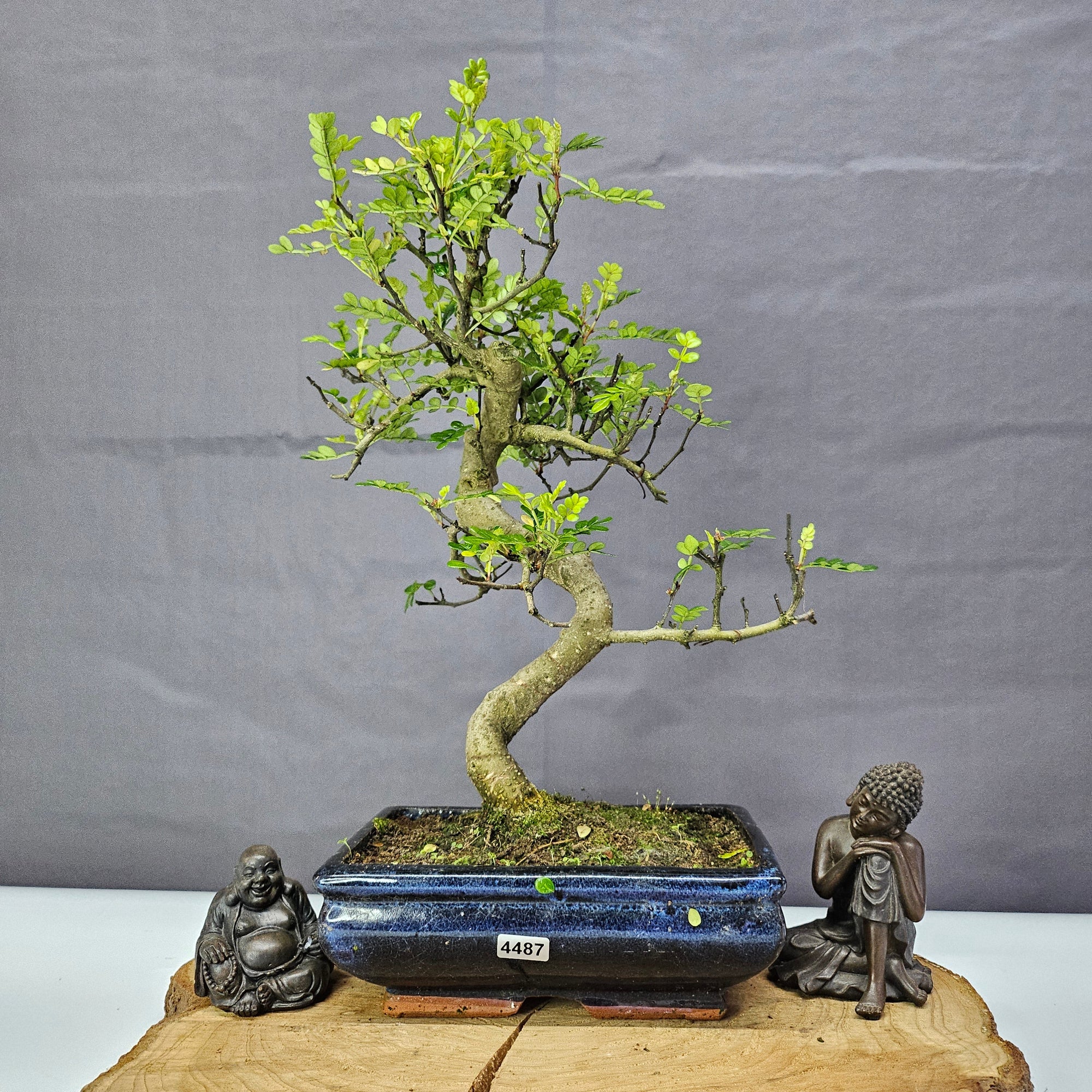 Chinese Pepper (Zanthoxylum Pipertum) Bonsai Tree | Shaped | In 20cm Pot   | S251967