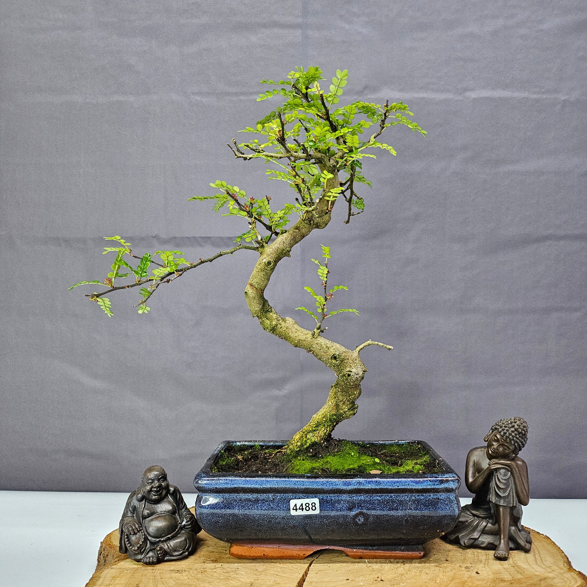 Chinese Pepper (Zanthoxylum Pipertum) Bonsai Tree | Shaped | In 20cm Pot   | S251967