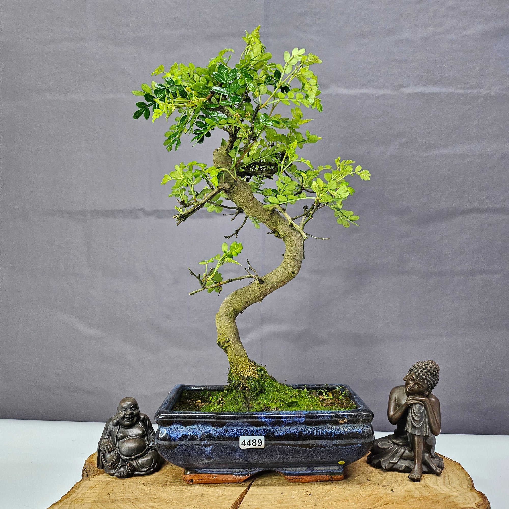 Chinese Pepper (Zanthoxylum Pipertum) Bonsai Tree | Shaped | In 20cm Pot   | S251967