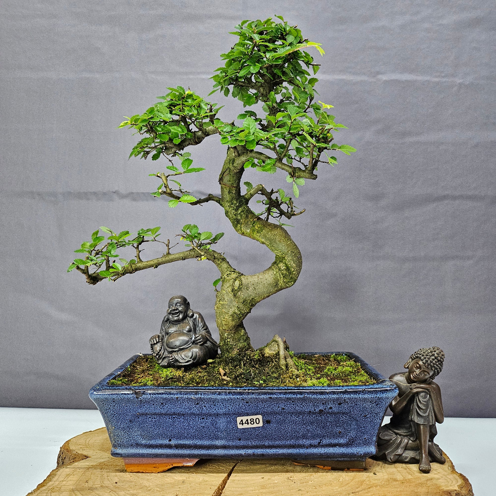 Chinese Elm (Ulmus Parvifolia) Bonsai Tree | Shaped | In 25cm Pot  | S251971