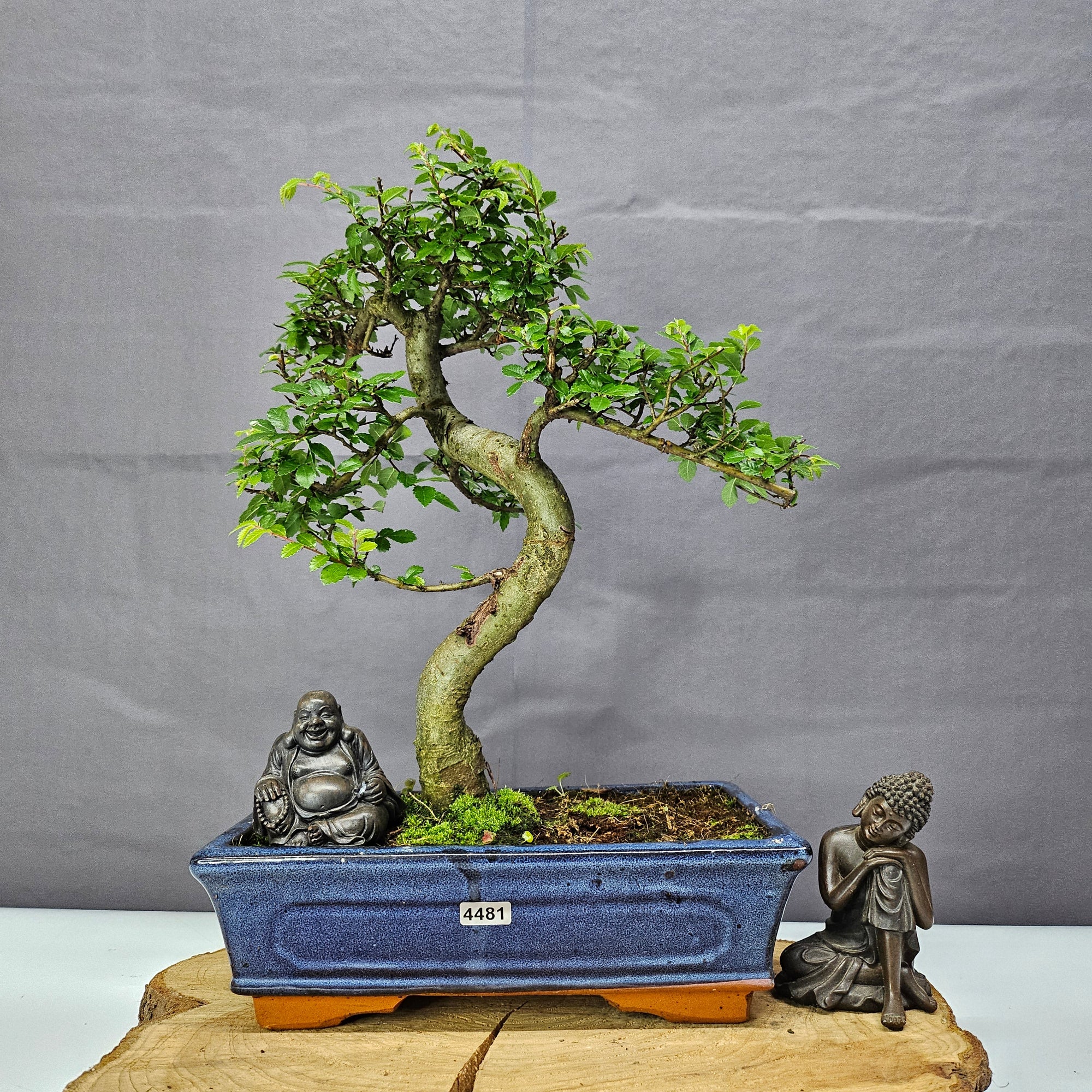 Chinese Elm (Ulmus Parvifolia) Bonsai Tree | Shaped | In 25cm Pot  | S251971