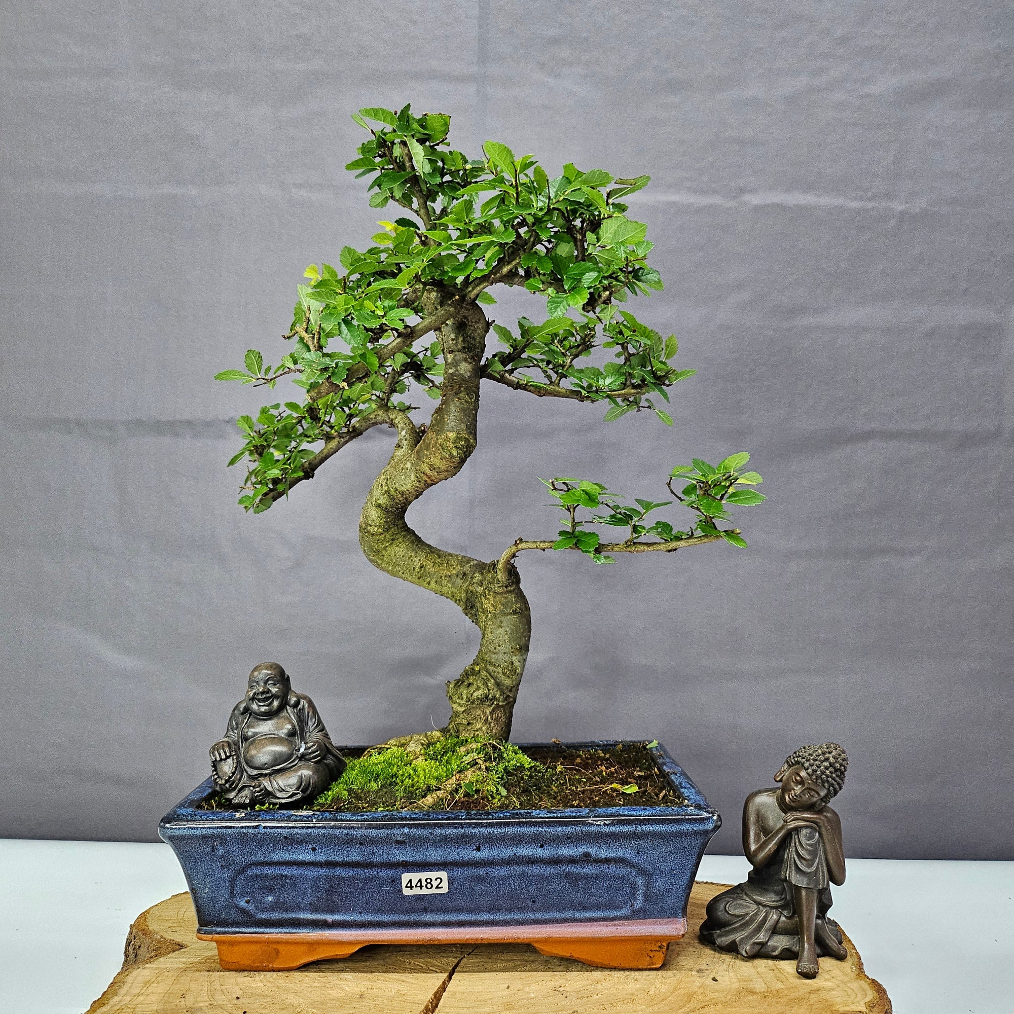 Chinese Elm (Ulmus Parvifolia) Bonsai Tree | Shaped | In 25cm Pot  | S251971