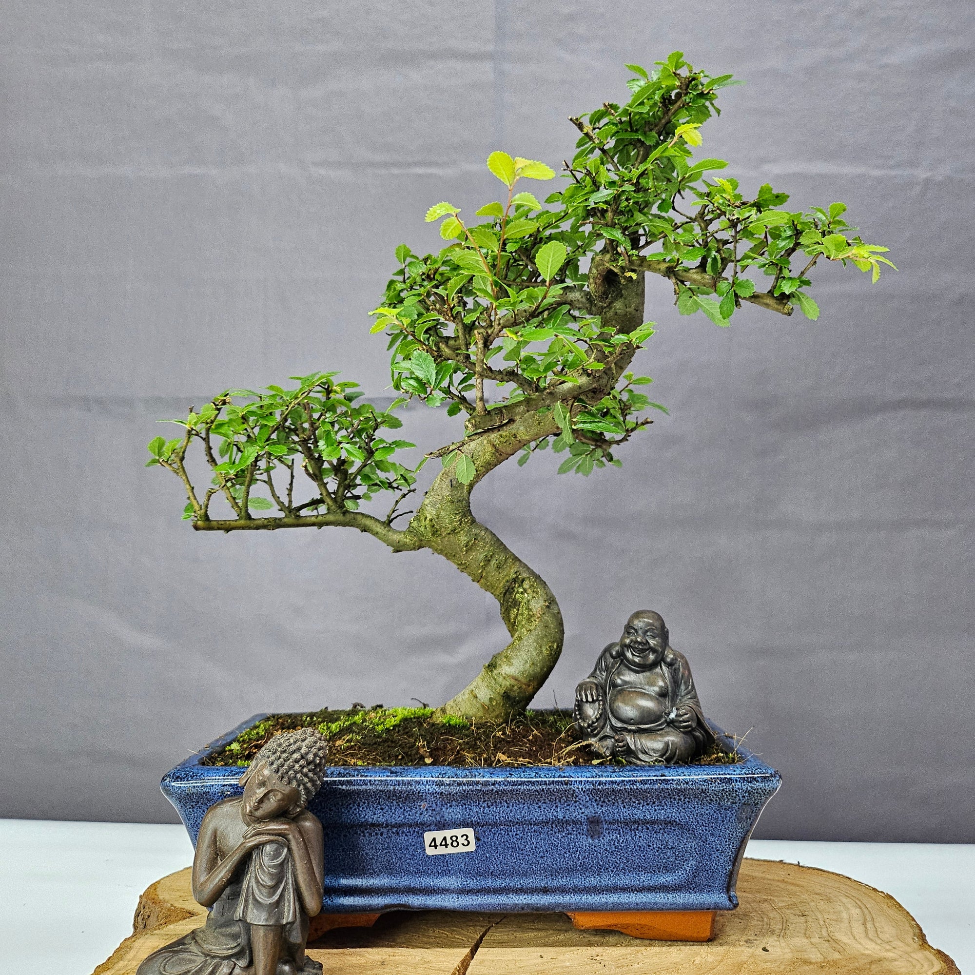 Chinese Elm (Ulmus Parvifolia) Bonsai Tree | Shaped | In 25cm Pot  | S251971