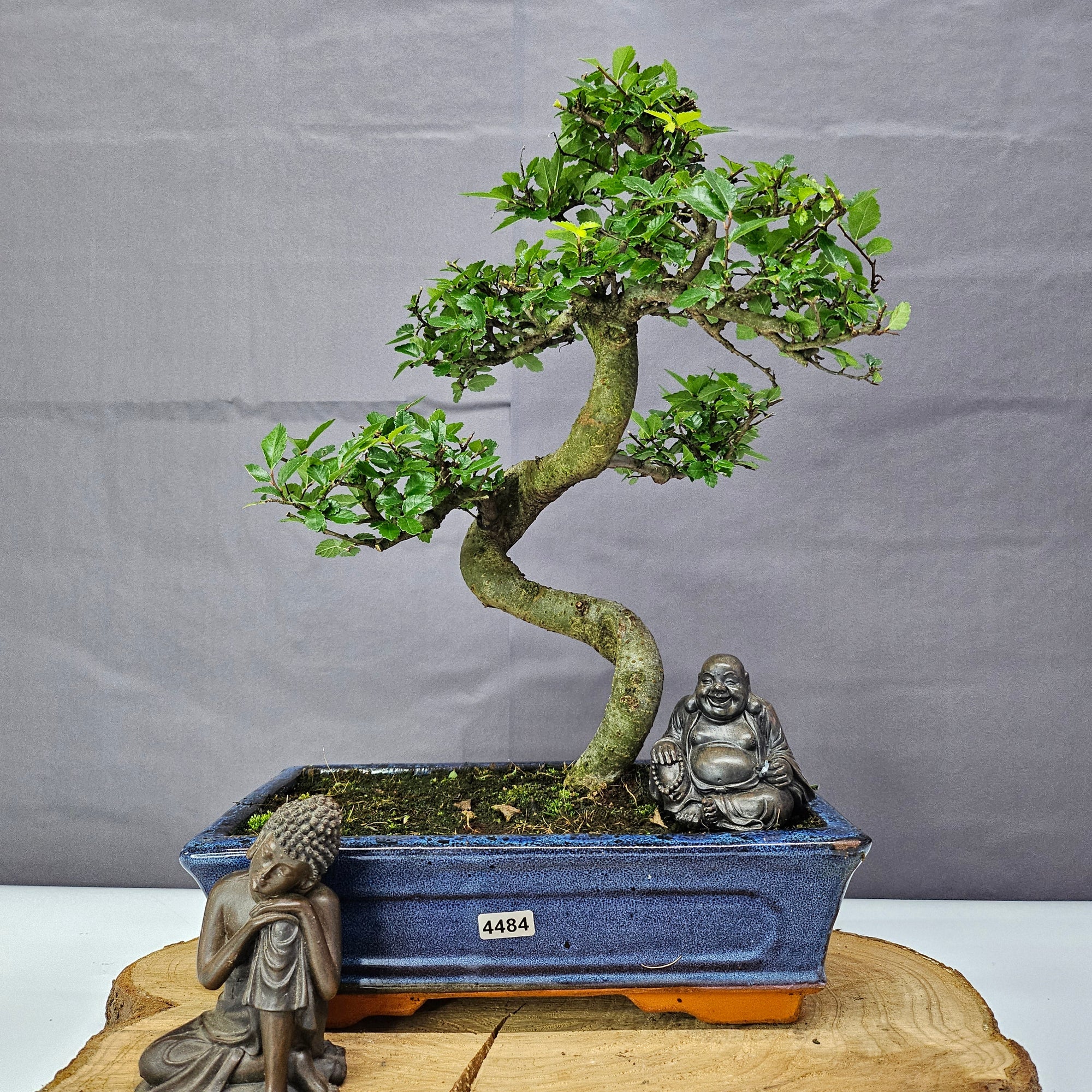 Chinese Elm (Ulmus Parvifolia) Bonsai Tree | Shaped | In 25cm Pot  | S251971