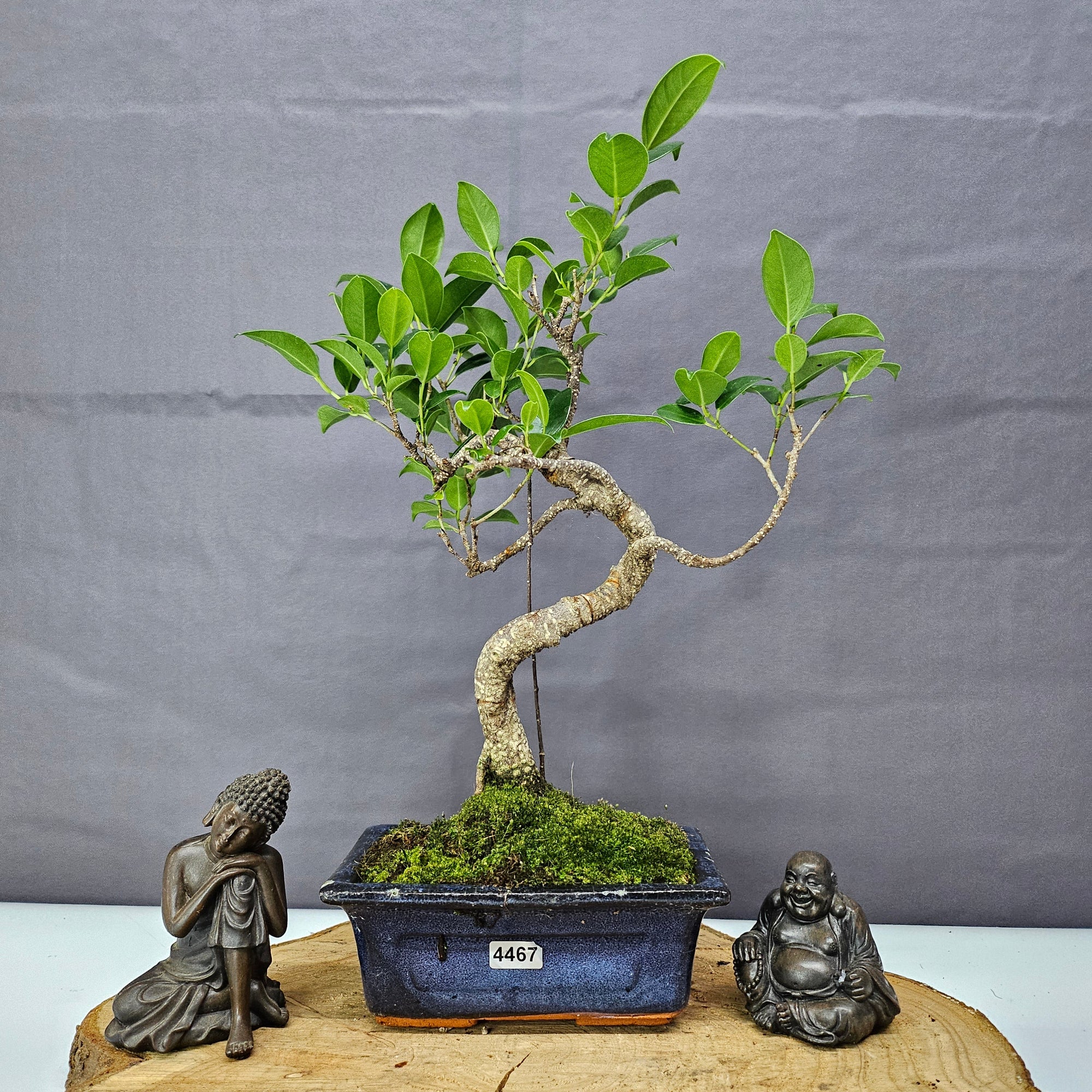 Ficus Microcarpa (Banyan Fig) Indoor Bonsai Tree | Shaped | In 15cm Pot  S25884