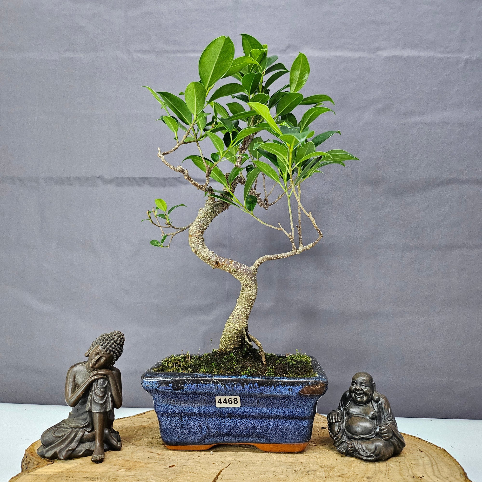 Ficus Microcarpa (Banyan Fig) Indoor Bonsai Tree | Shaped | In 15cm Pot  S25884