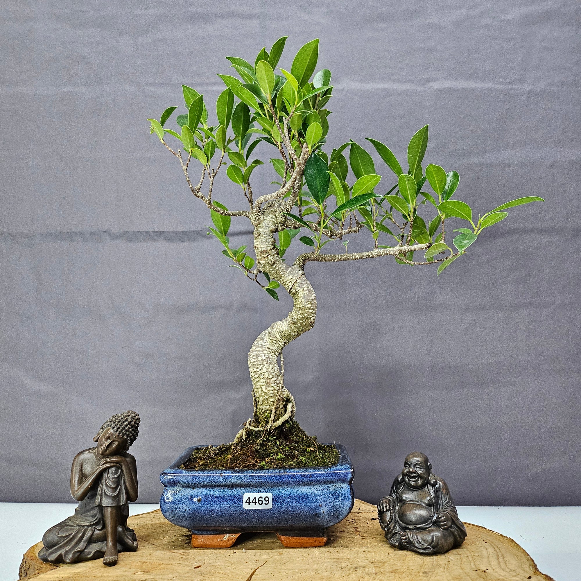 Ficus Microcarpa (Banyan Fig) Indoor Bonsai Tree | Shaped | In 15cm Pot  S25884