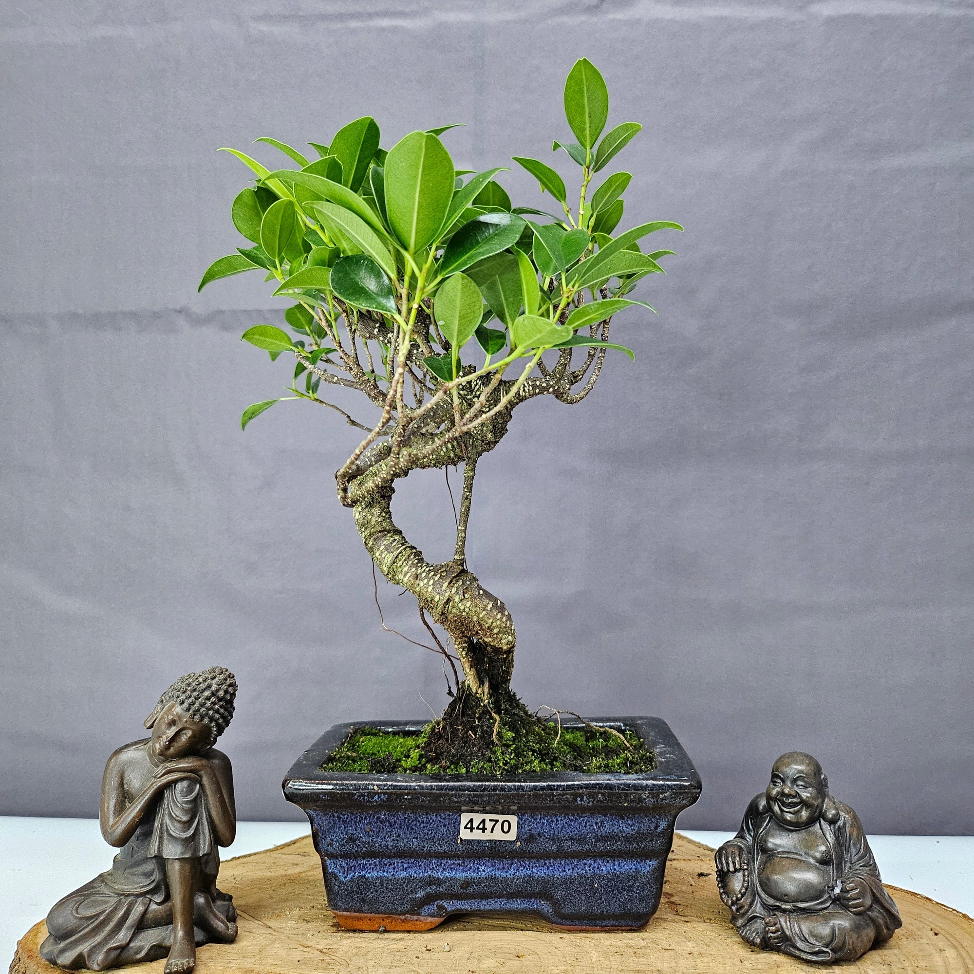 Ficus Microcarpa (Banyan Fig) Indoor Bonsai Tree | Shaped | In 15cm Pot  S25884