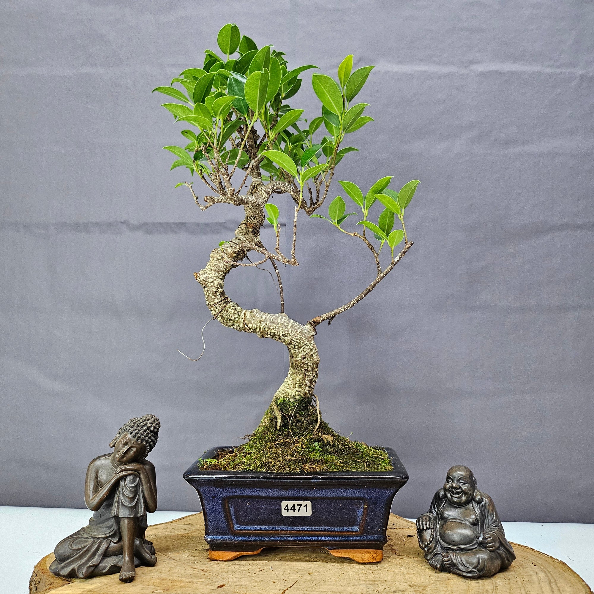 Ficus Microcarpa (Banyan Fig) Indoor Bonsai Tree | Shaped | In 15cm Pot  S25884