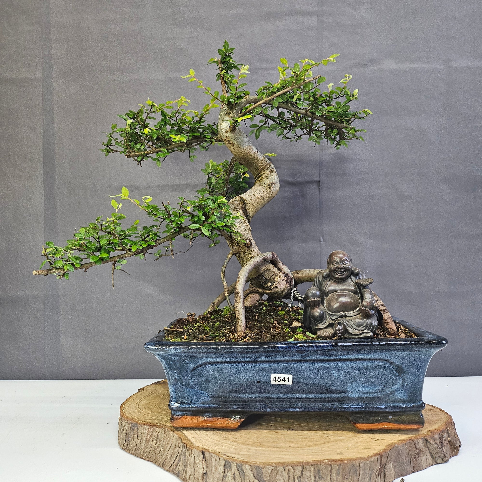 Chinese Elm (Ulmus Parvifolia) Bonsai Tree | Shaped | In 30cm Pot  | S251972