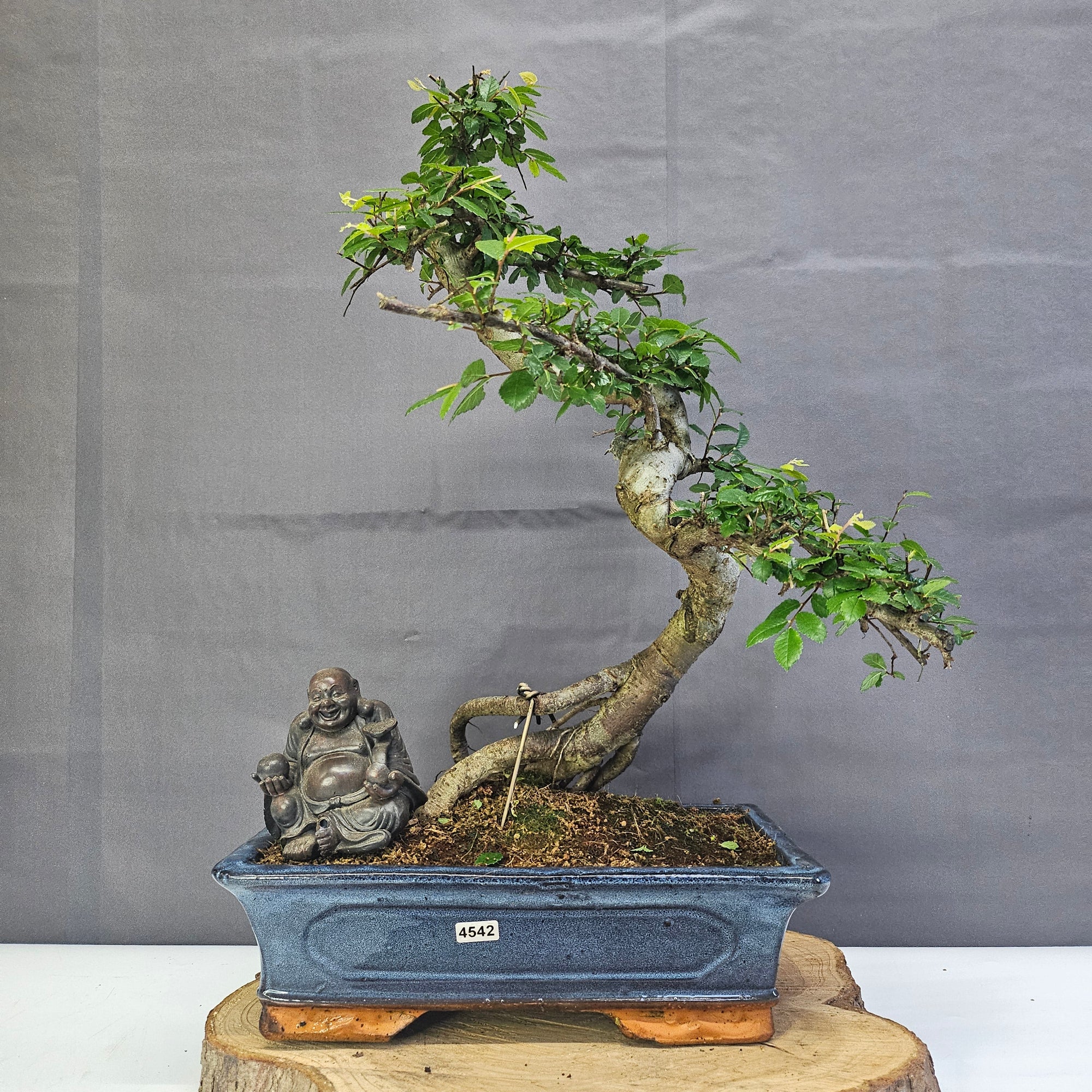 Chinese Elm (Ulmus Parvifolia) Bonsai Tree | Shaped | In 30cm Pot  | S251972