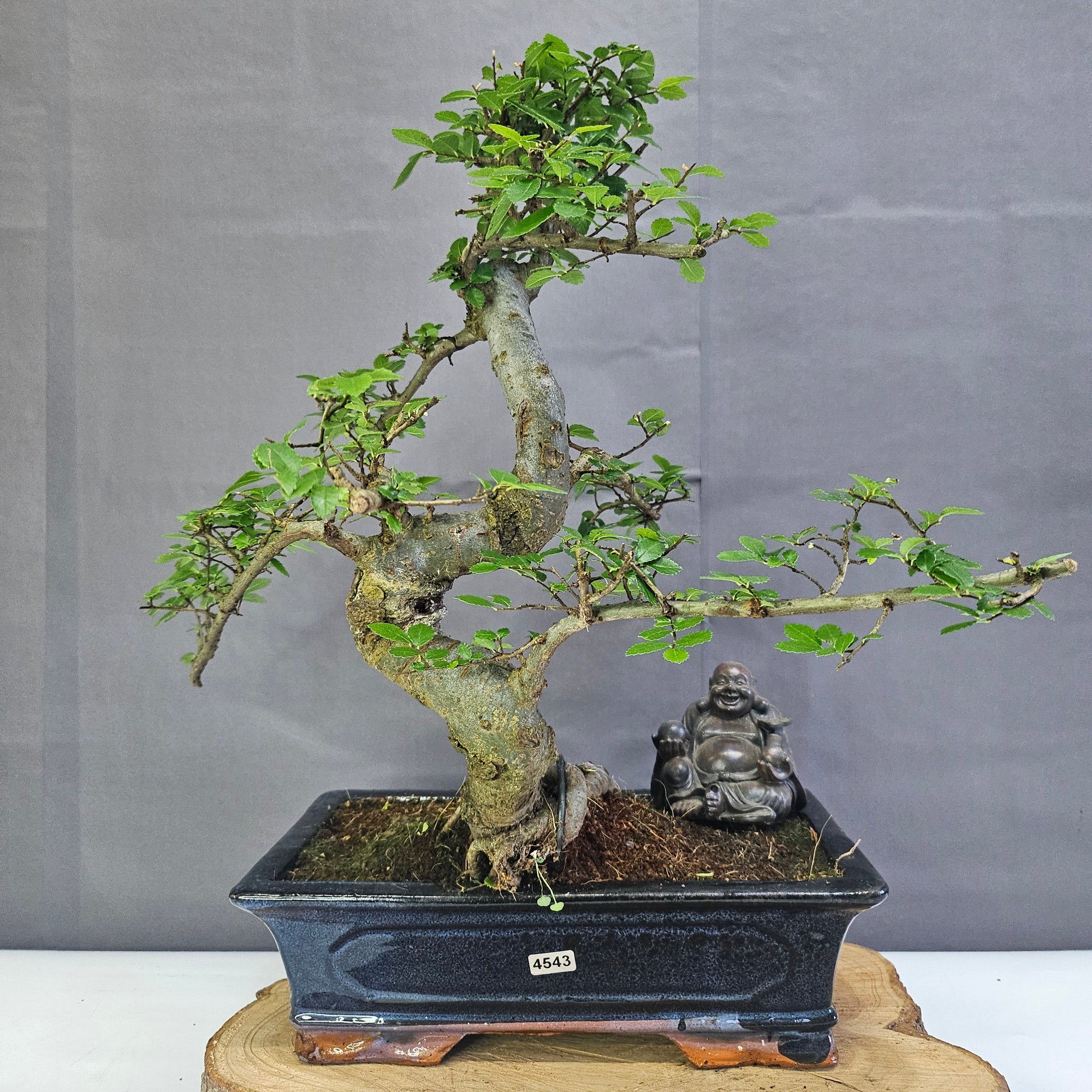 Chinese Elm (Ulmus Parvifolia) Bonsai Tree | Shaped | In 30cm Pot  | S251972