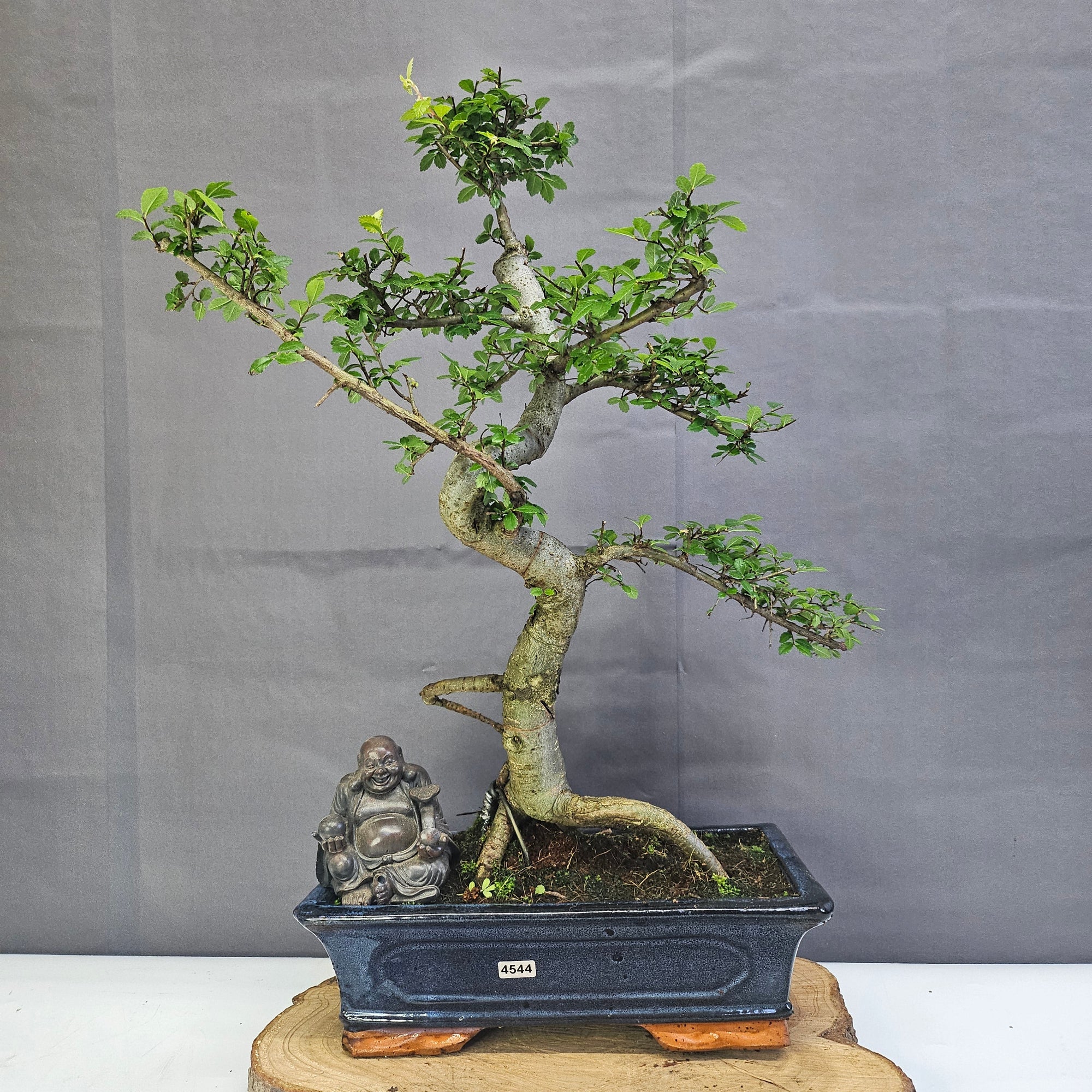 Chinese Elm (Ulmus Parvifolia) Bonsai Tree | Shaped | In 30cm Pot  | S251972