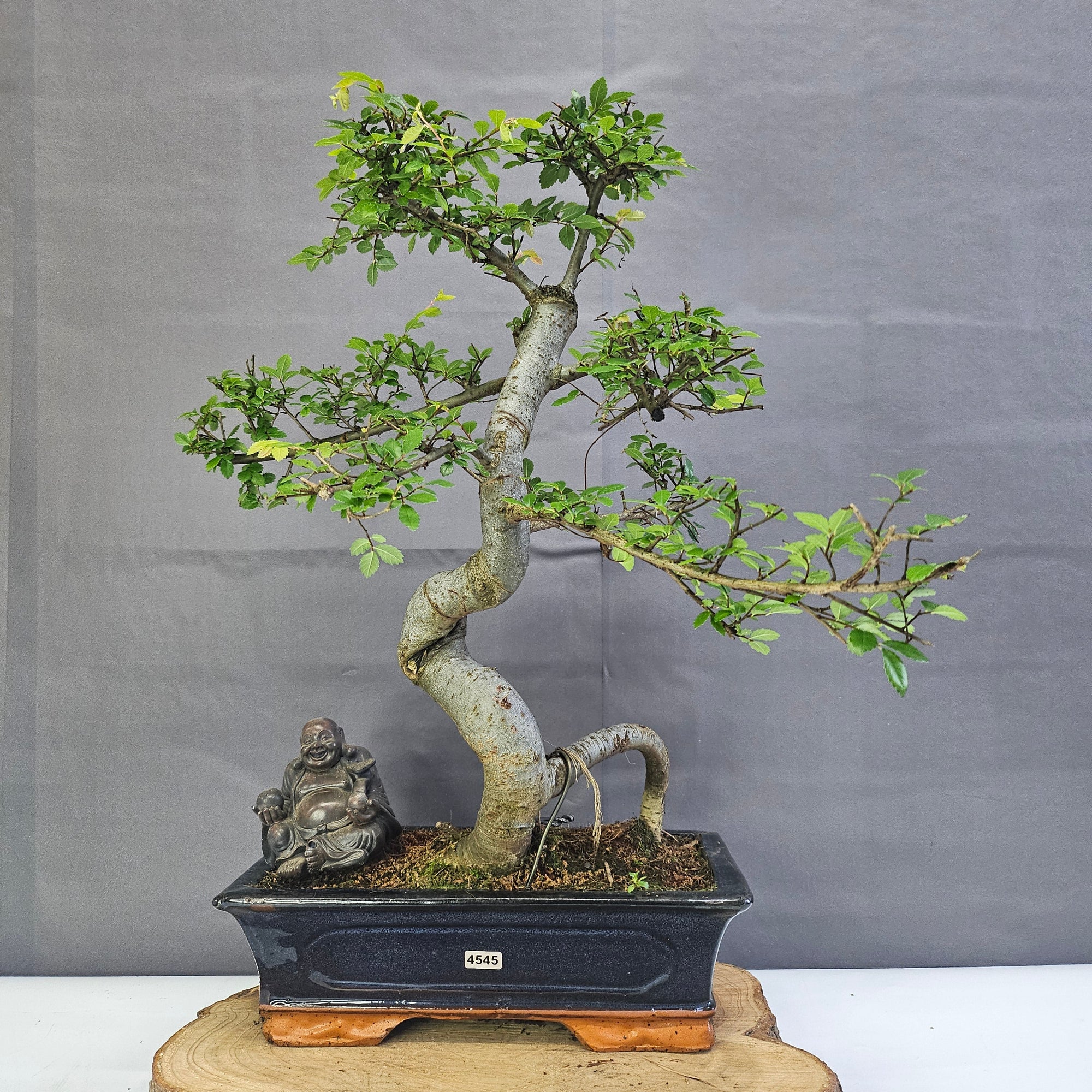 Chinese Elm (Ulmus Parvifolia) Bonsai Tree | Shaped | In 30cm Pot  | S251972