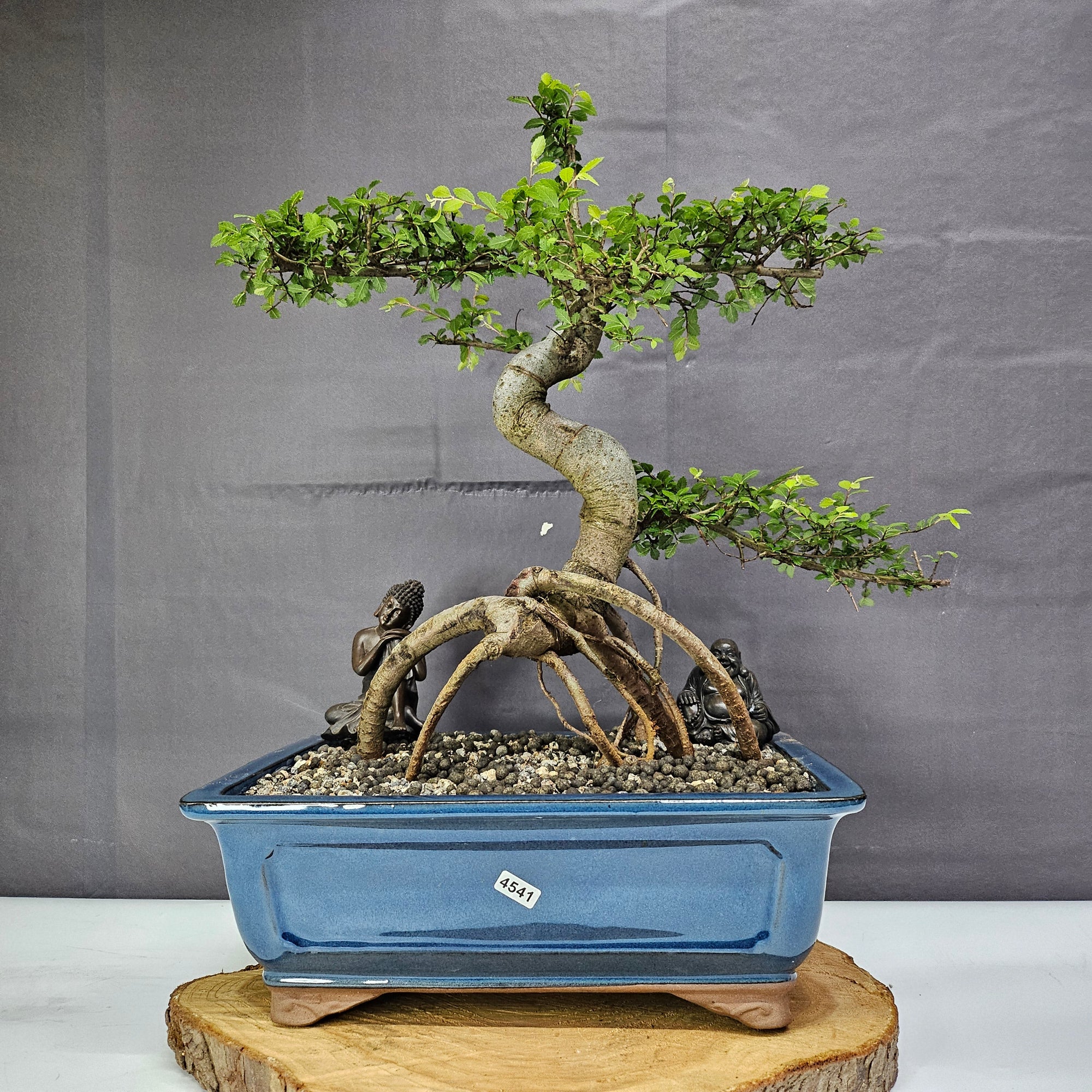 Chinese Elm (Ulmus Parvifolia) Bonsai Tree | Shaped | In 30cm Pot  | S251972