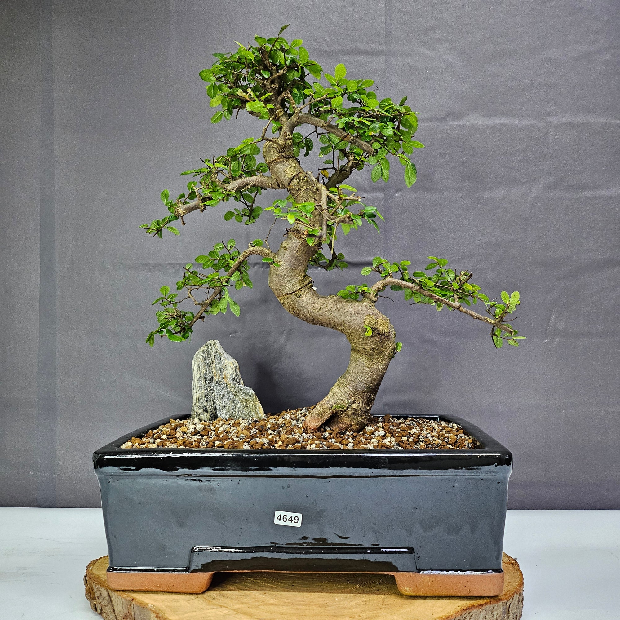 Chinese Elm (Ulmus Parvifolia) Bonsai Tree | Shaped | In 30cm Pot  | S251972