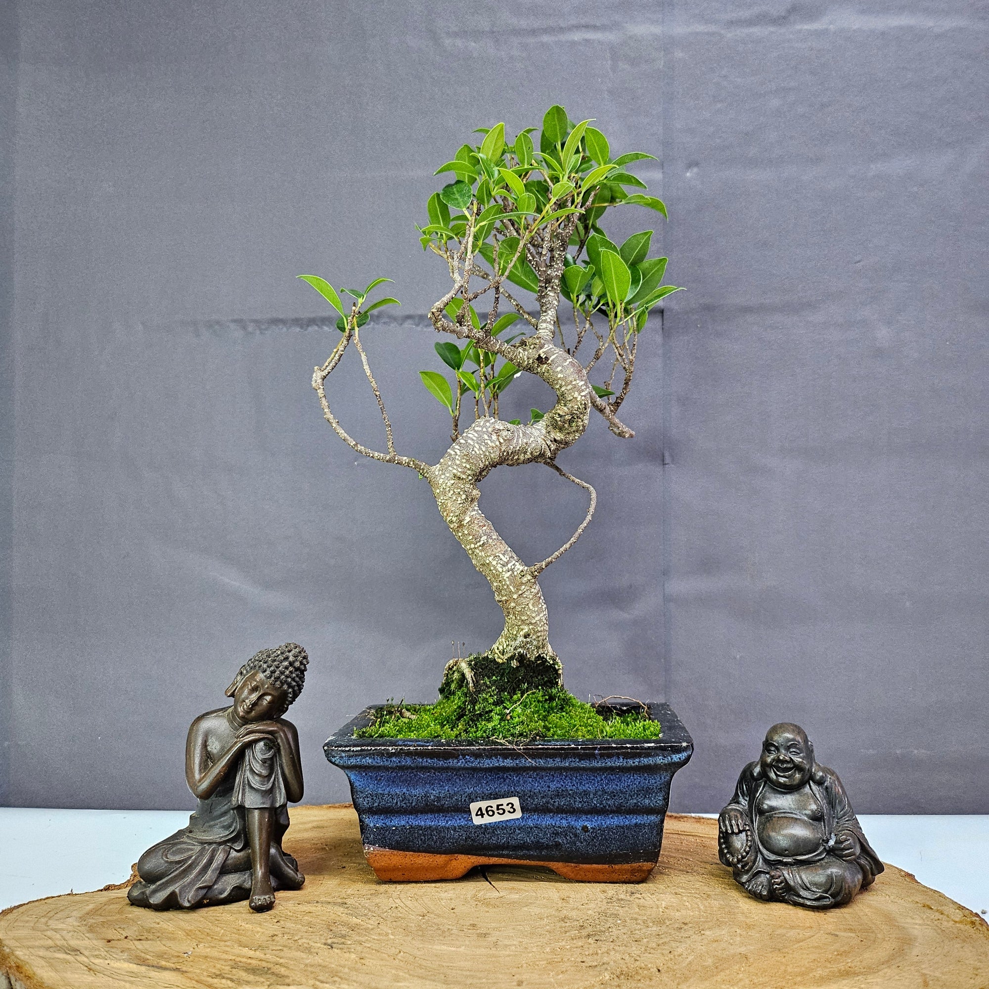 Ficus Microcarpa (Banyan Fig) Indoor Bonsai Tree | Shaped | In 15cm Pot  S25884