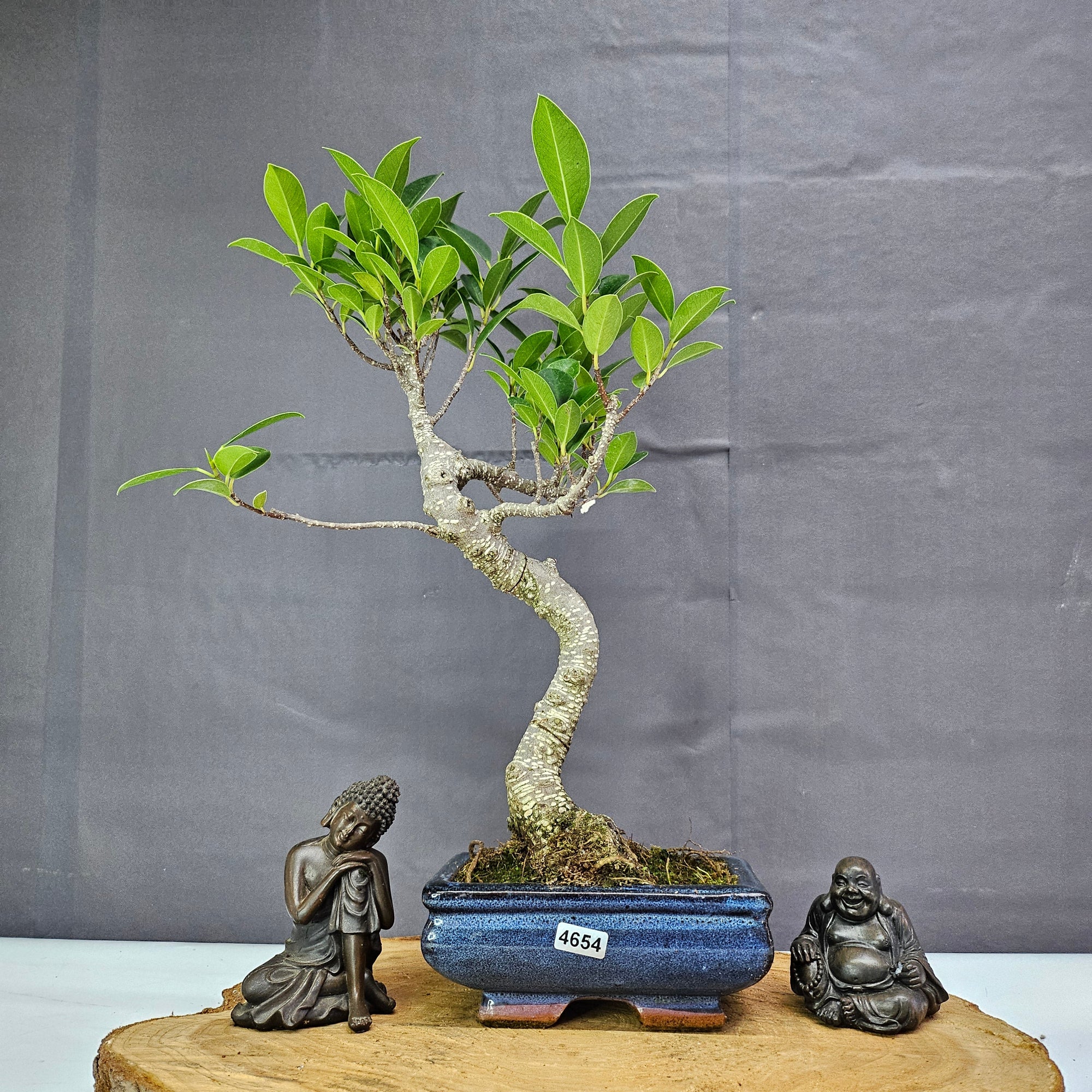 Ficus Microcarpa (Banyan Fig) Indoor Bonsai Tree | Shaped | In 15cm Pot  S25884