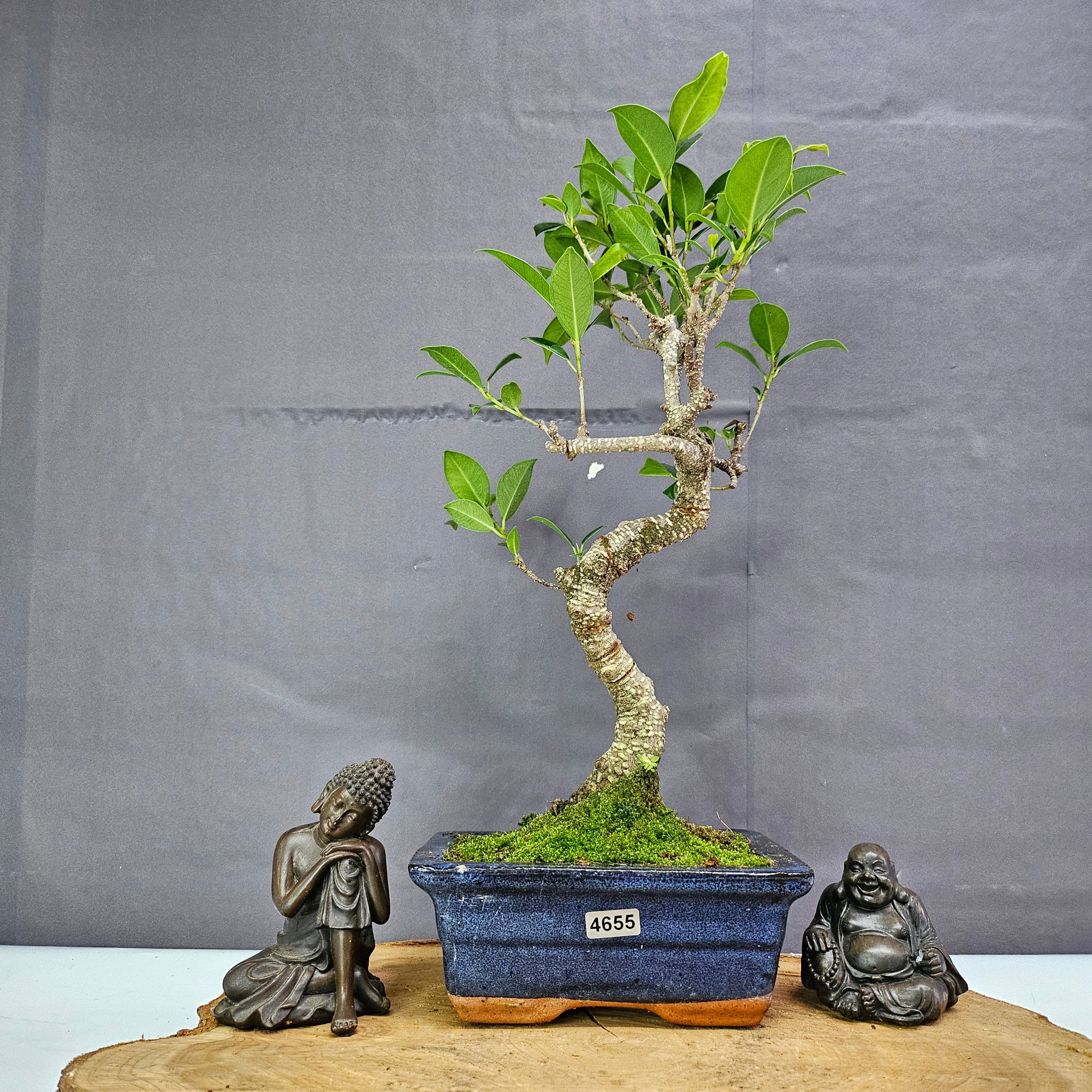 Ficus Microcarpa (Banyan Fig) Indoor Bonsai Tree | Shaped | In 15cm Pot  S25884