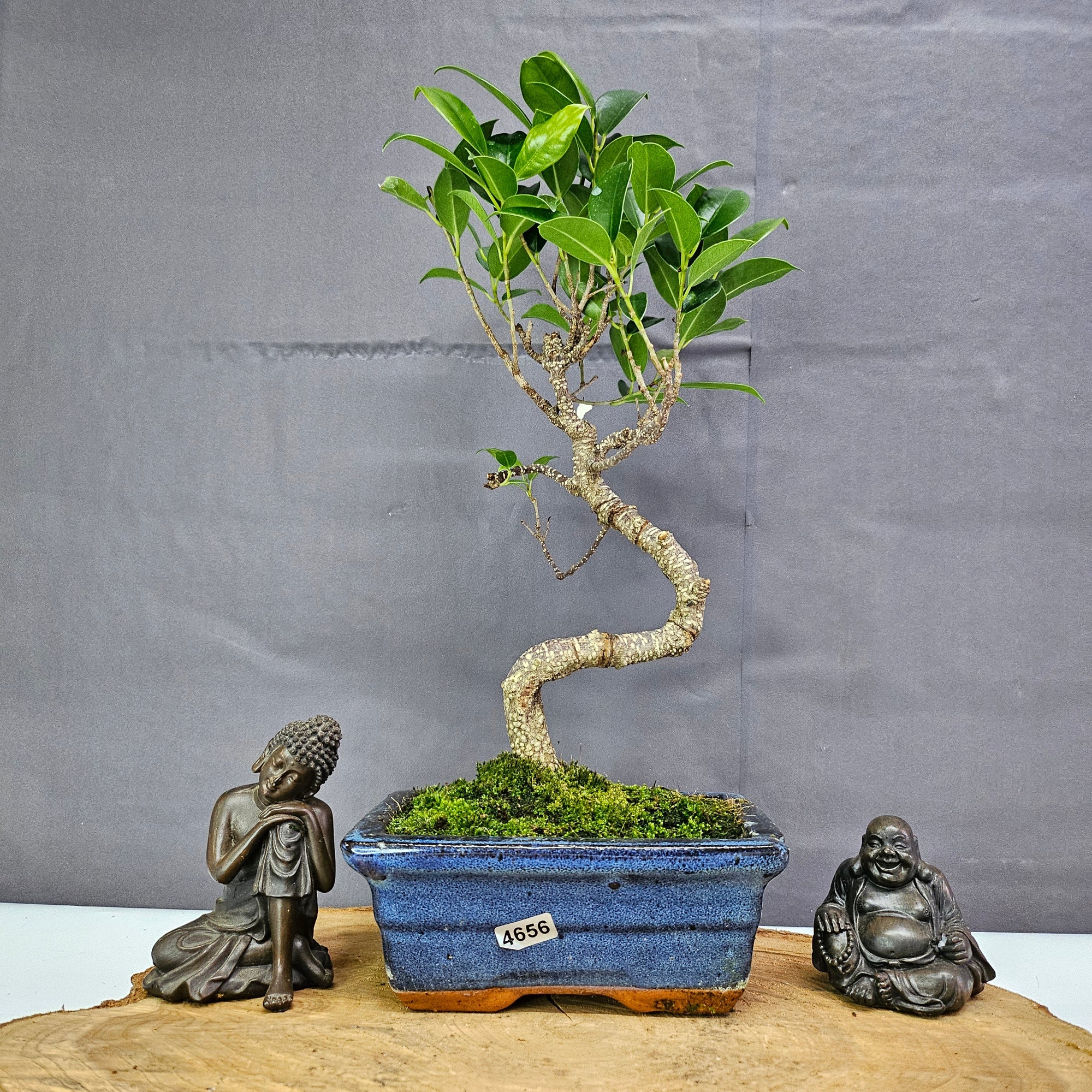 Ficus Microcarpa (Banyan Fig) Indoor Bonsai Tree | Shaped | In 15cm Pot  S25884