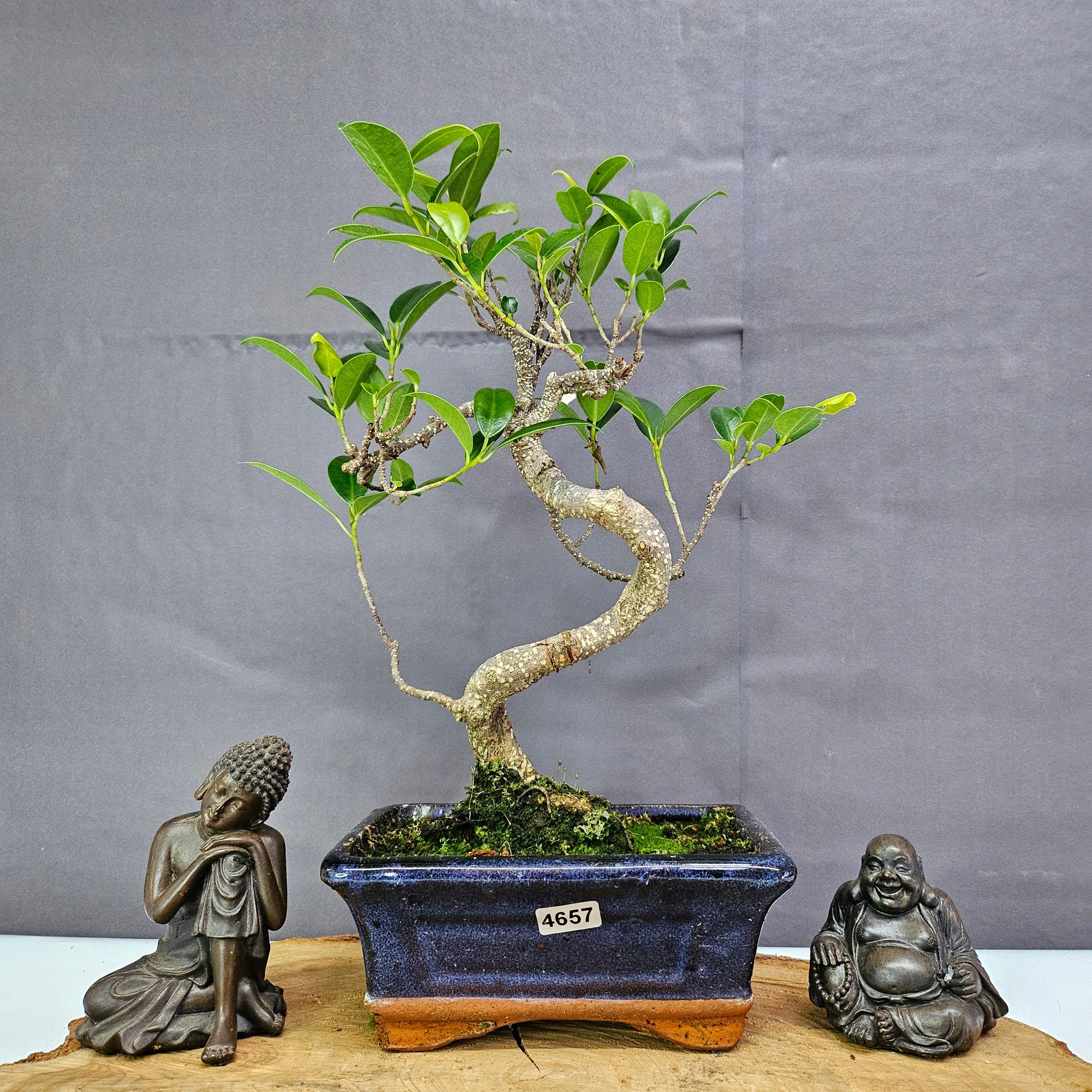 Ficus Microcarpa (Banyan Fig) Indoor Bonsai Tree | Shaped | In 15cm Pot  S25884