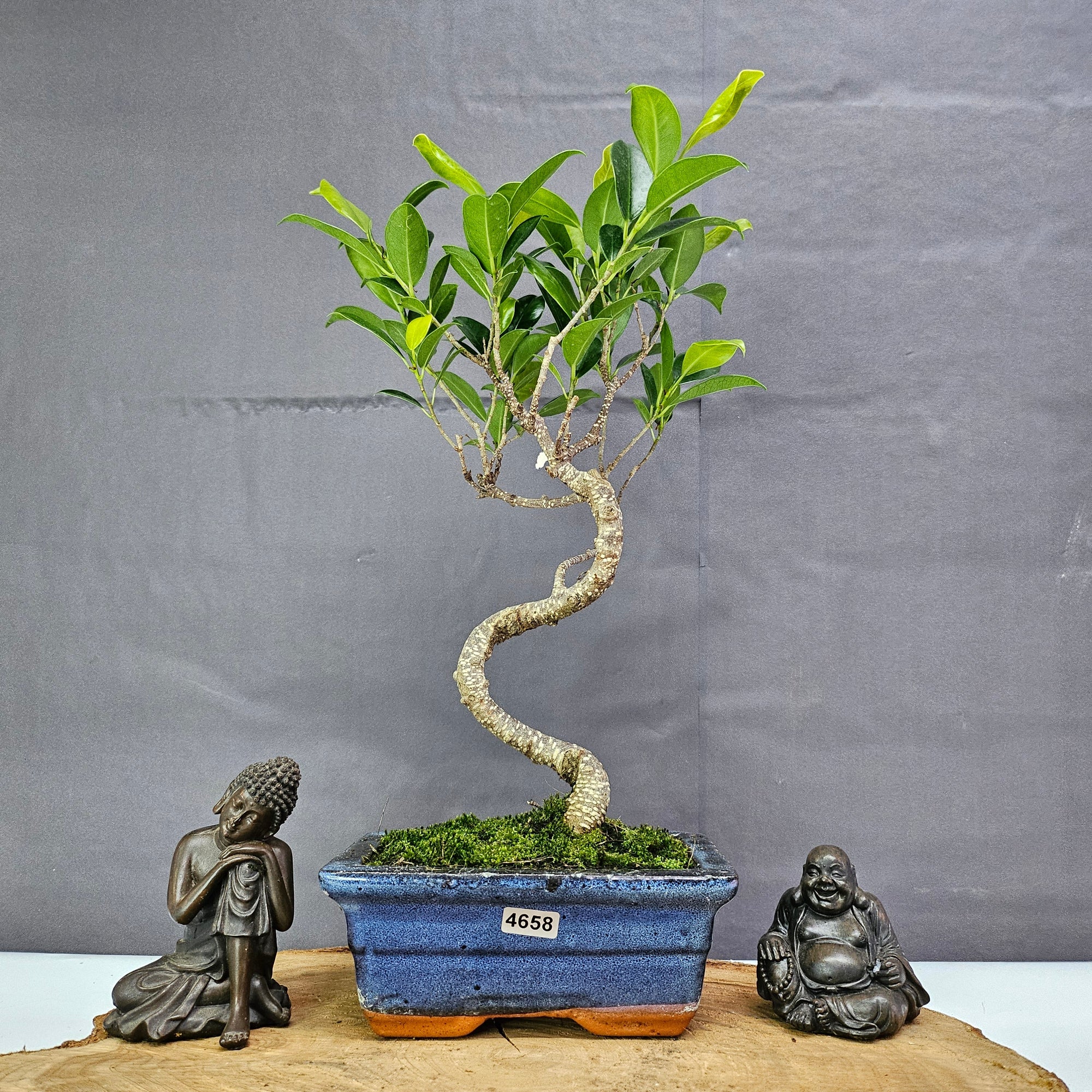 Ficus Microcarpa (Banyan Fig) Indoor Bonsai Tree | Shaped | In 15cm Pot  S25884