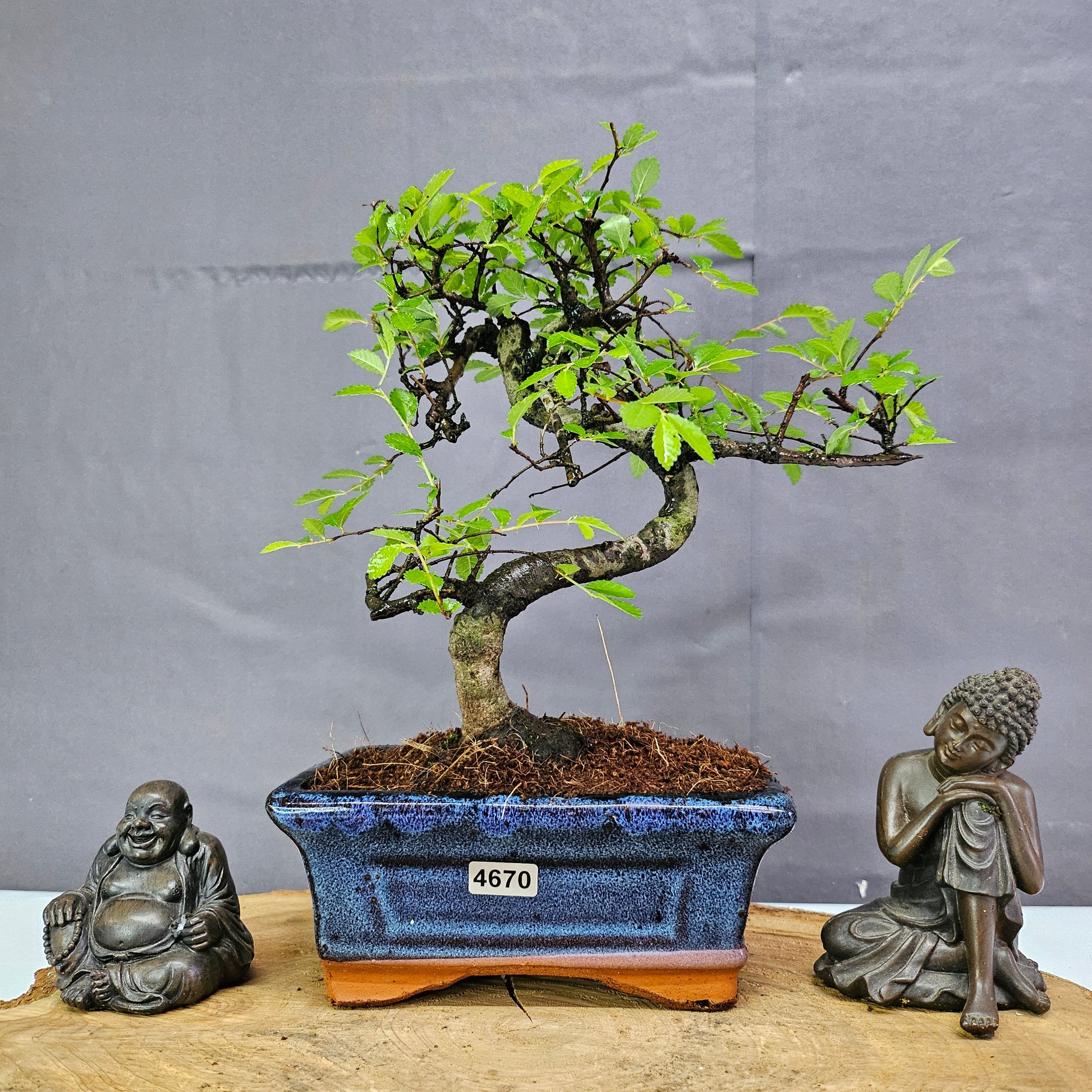 Chinese Elm (Ulmus Parvifolia) Bonsai Tree | Shaped | In 15cm Pot  | S251975