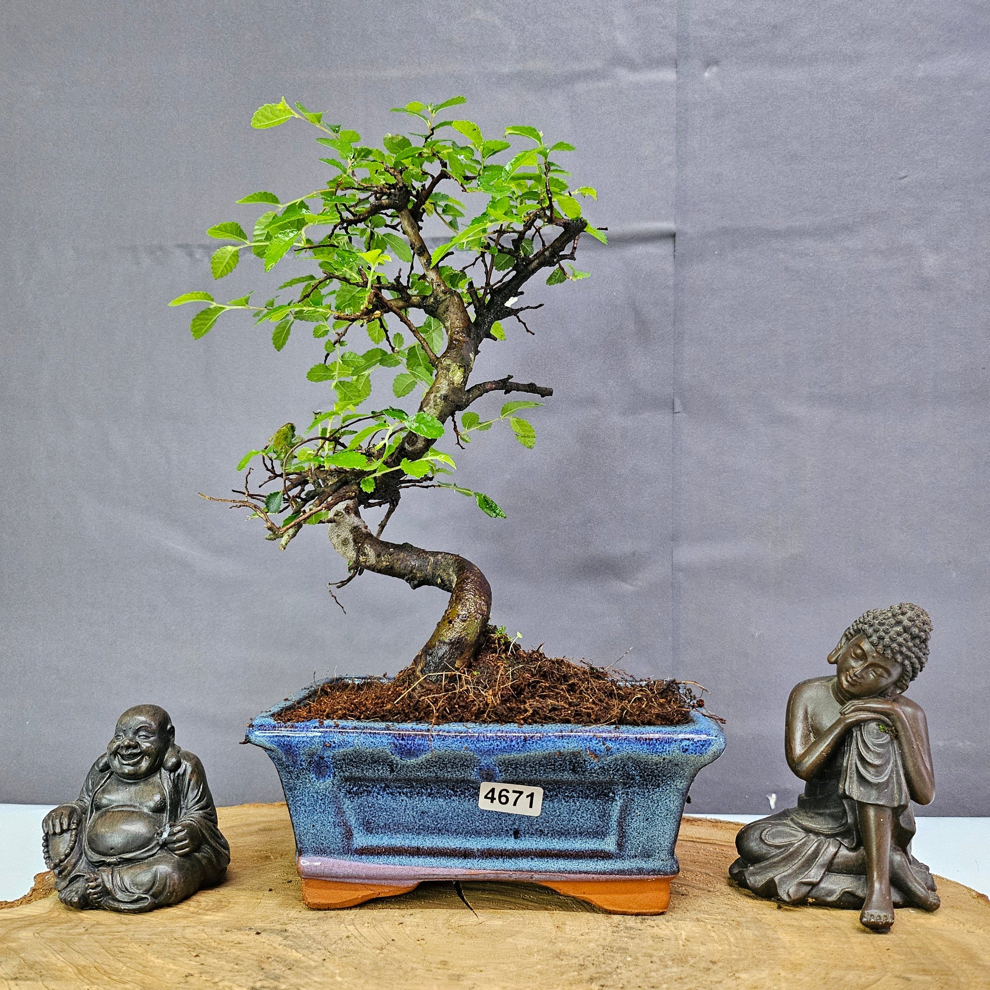 Chinese Elm (Ulmus Parvifolia) Bonsai Tree | Shaped | In 15cm Pot  | S251975