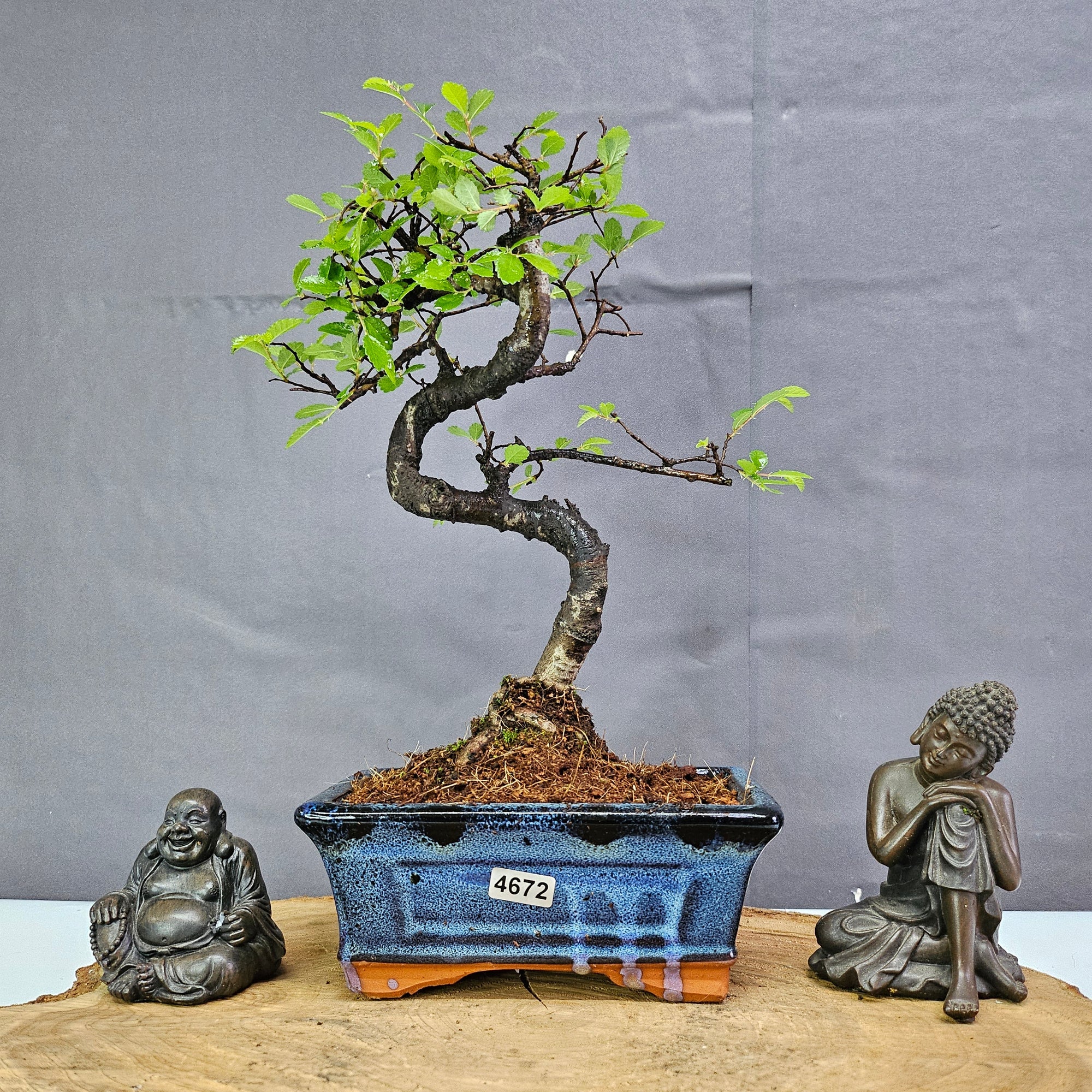 Chinese Elm (Ulmus Parvifolia) Bonsai Tree | Shaped | In 15cm Pot  | S251975